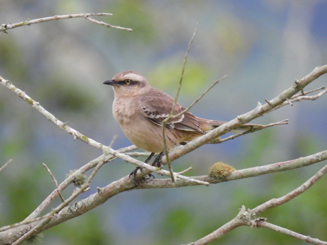 Sabiá-do-campo (Mimus saturninus), aves, fotografado em Praia da Enseada, São Sebastião