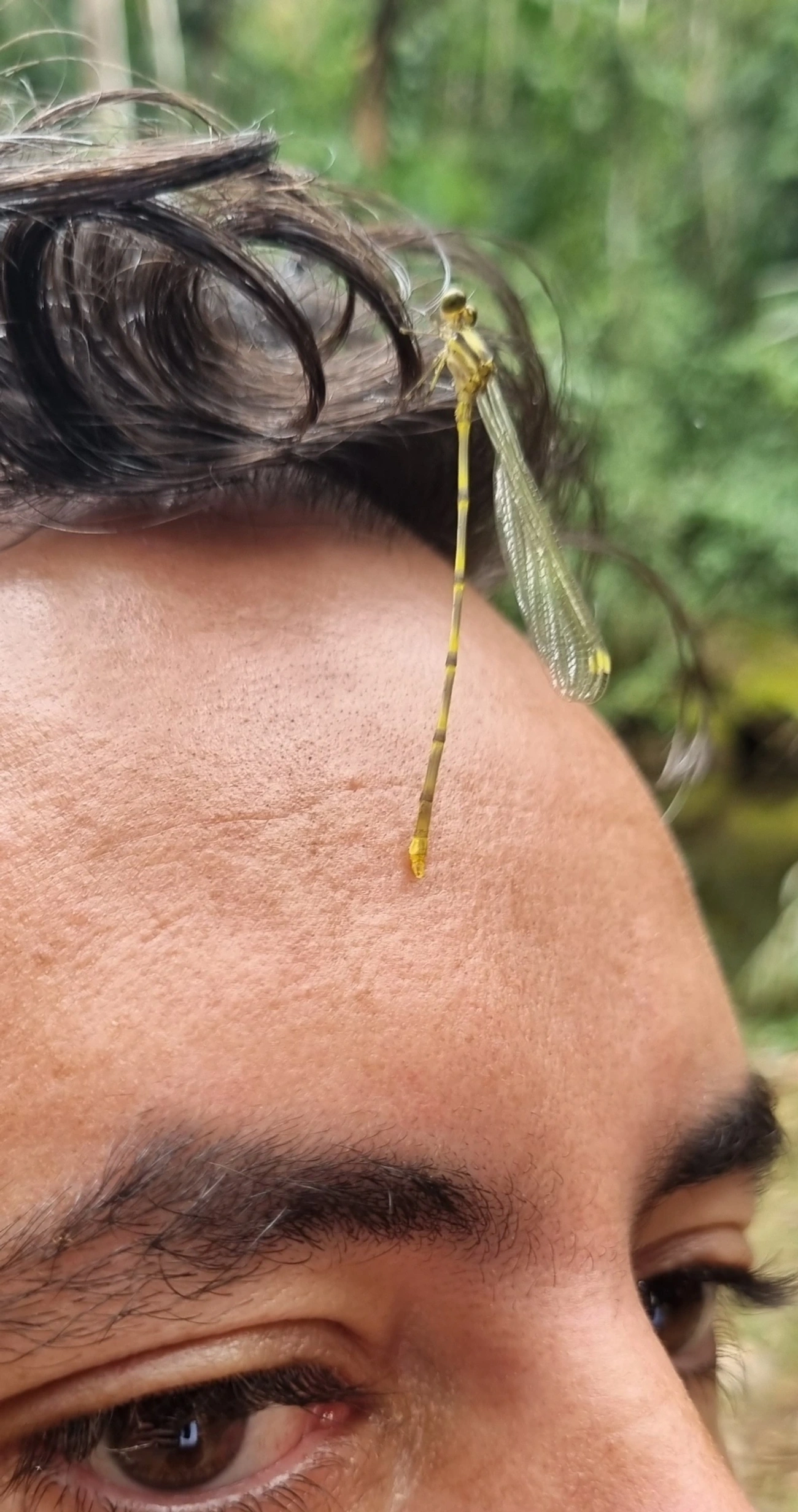 Heteragrion, insetos, fotografado em Rio do Ouro, Caraguatatuba