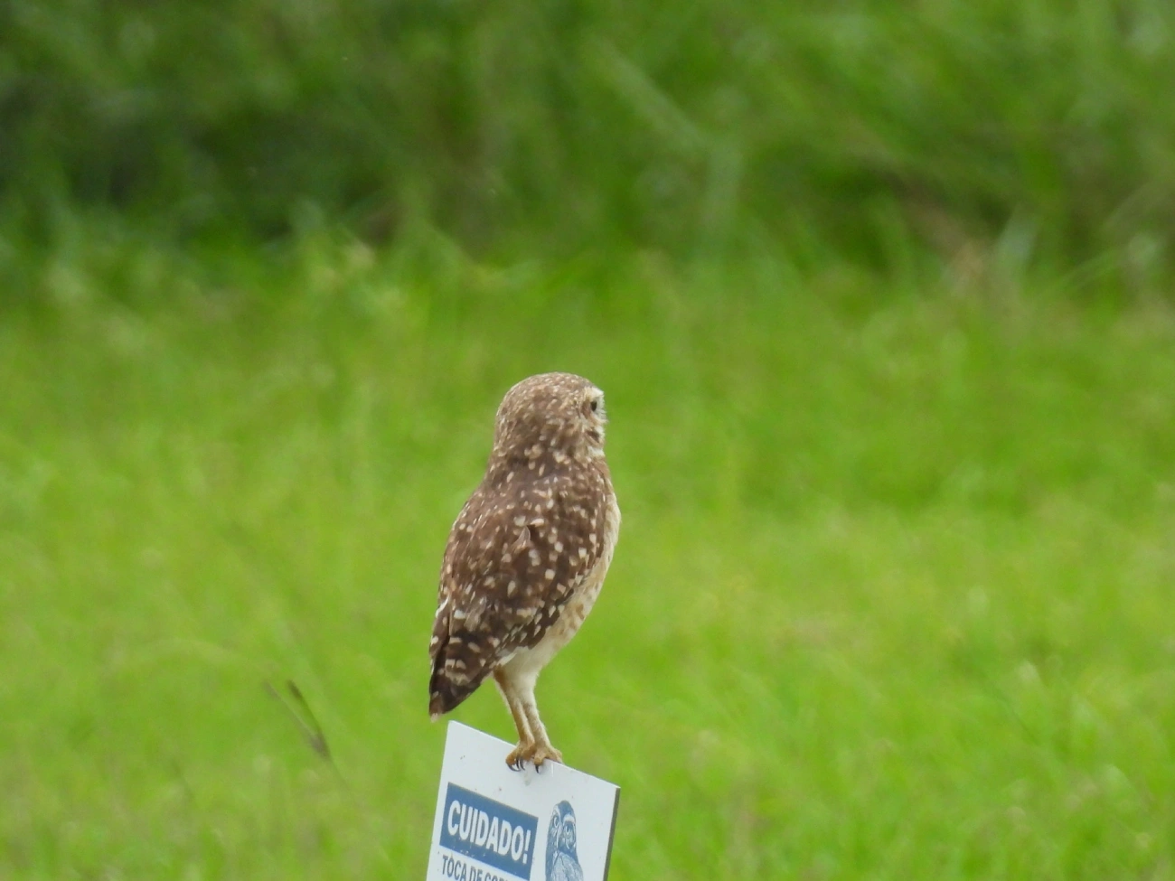 Coruja-buraqueira (Athene cunicularia), aves, fotografado em Indaiá, Caraguatatuba