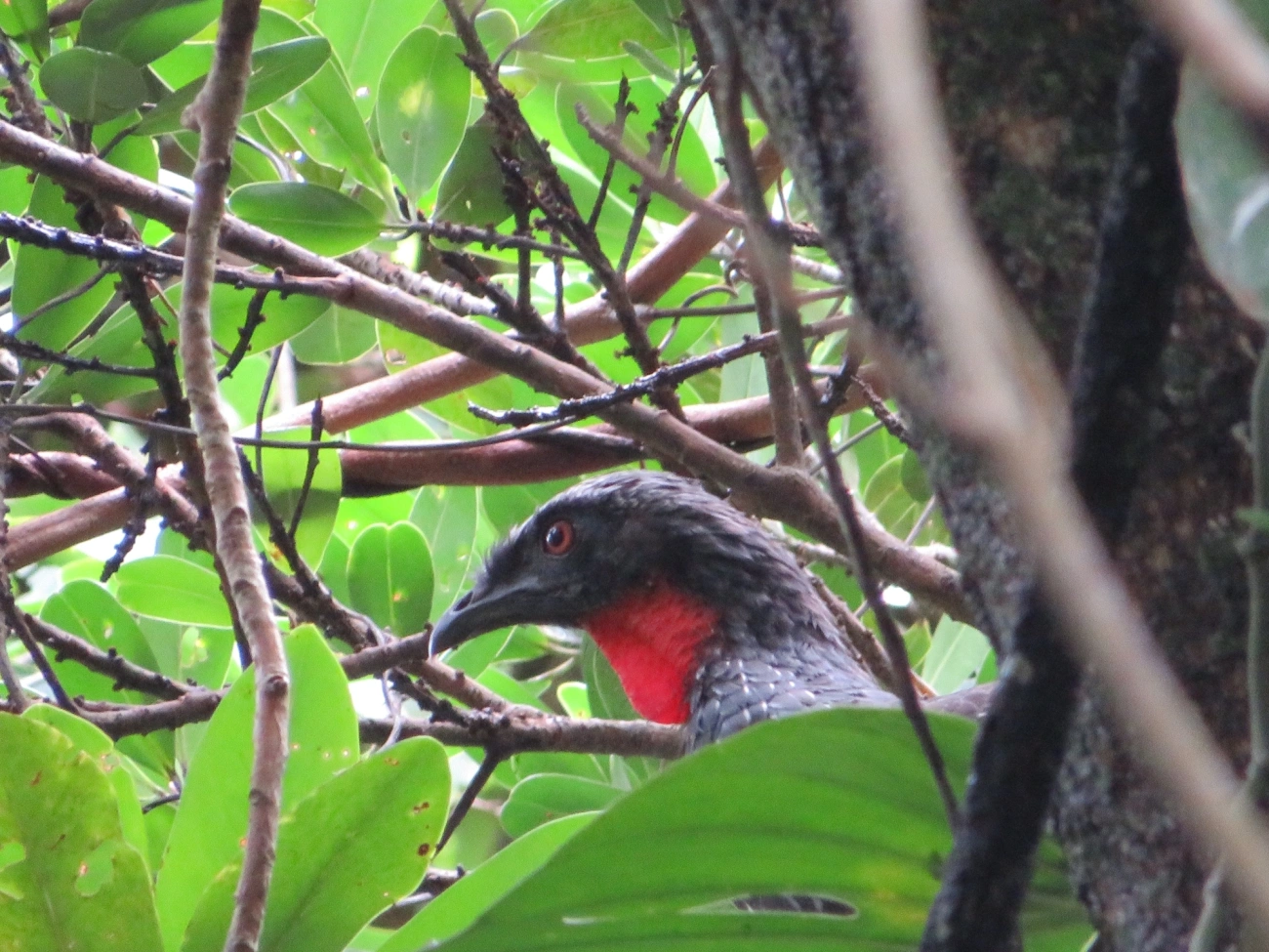 Jacuaçu (Penelope obscura), aves, fotografado em Maresias, São Sebastião