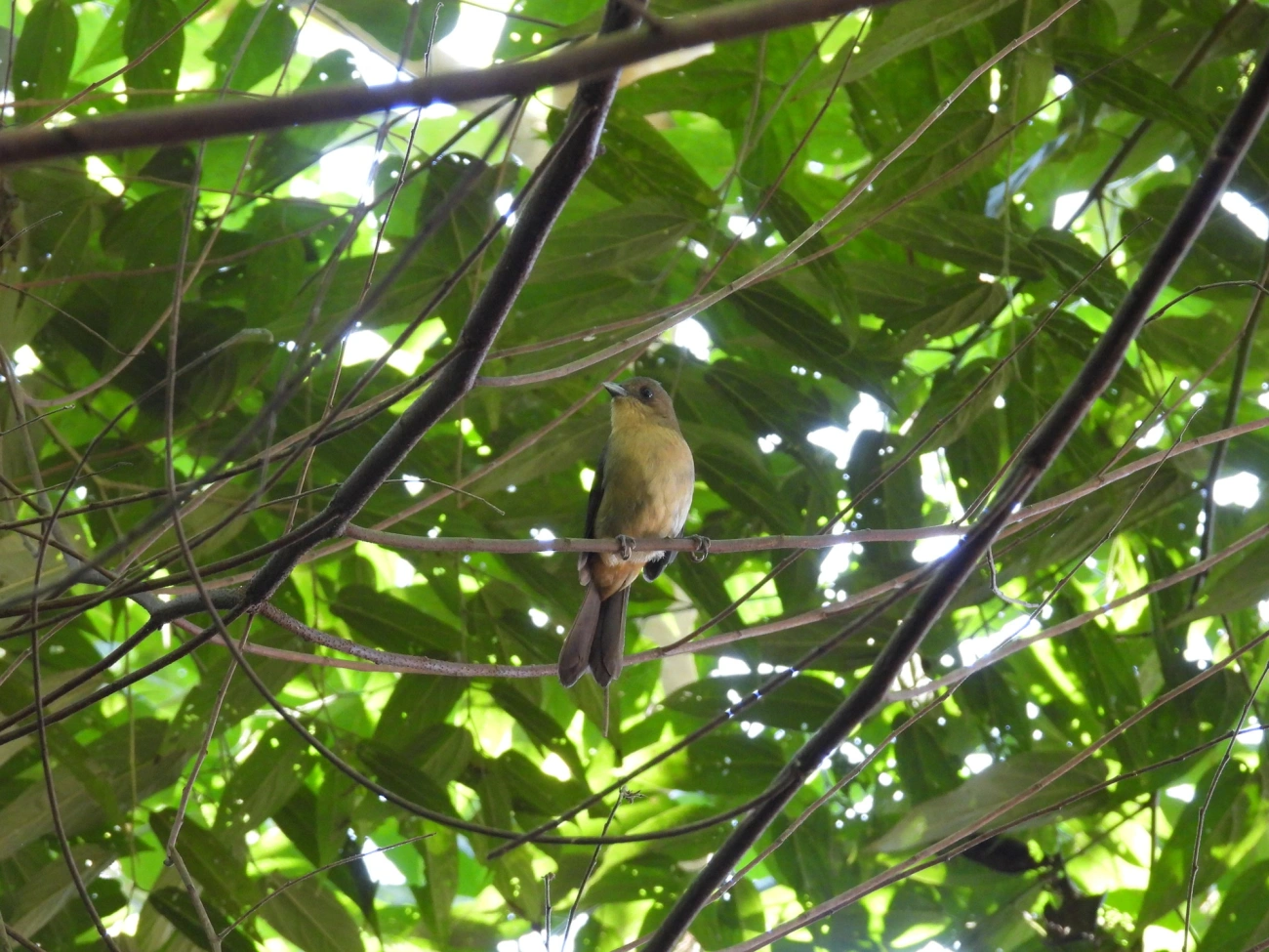 Tiê-de-topete (Trichothraupis melanops), aves, fotografado em Resende