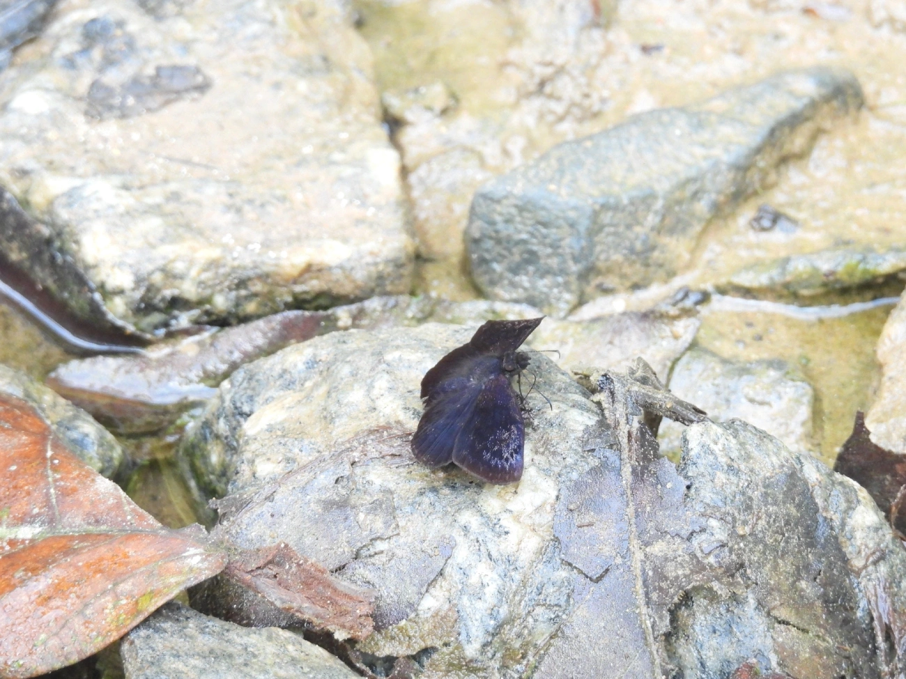 Pyrginae, insetos, fotografado em Boiçucanga, São Sebastião