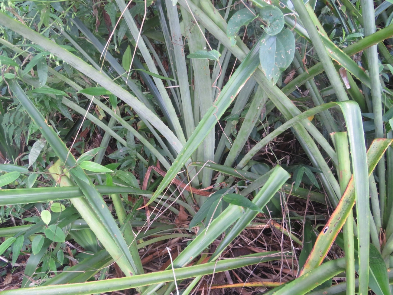 Caraguatá-do-campo (Bromelia antiacantha), plantas, fotografado em Indaiá, Caraguatatuba