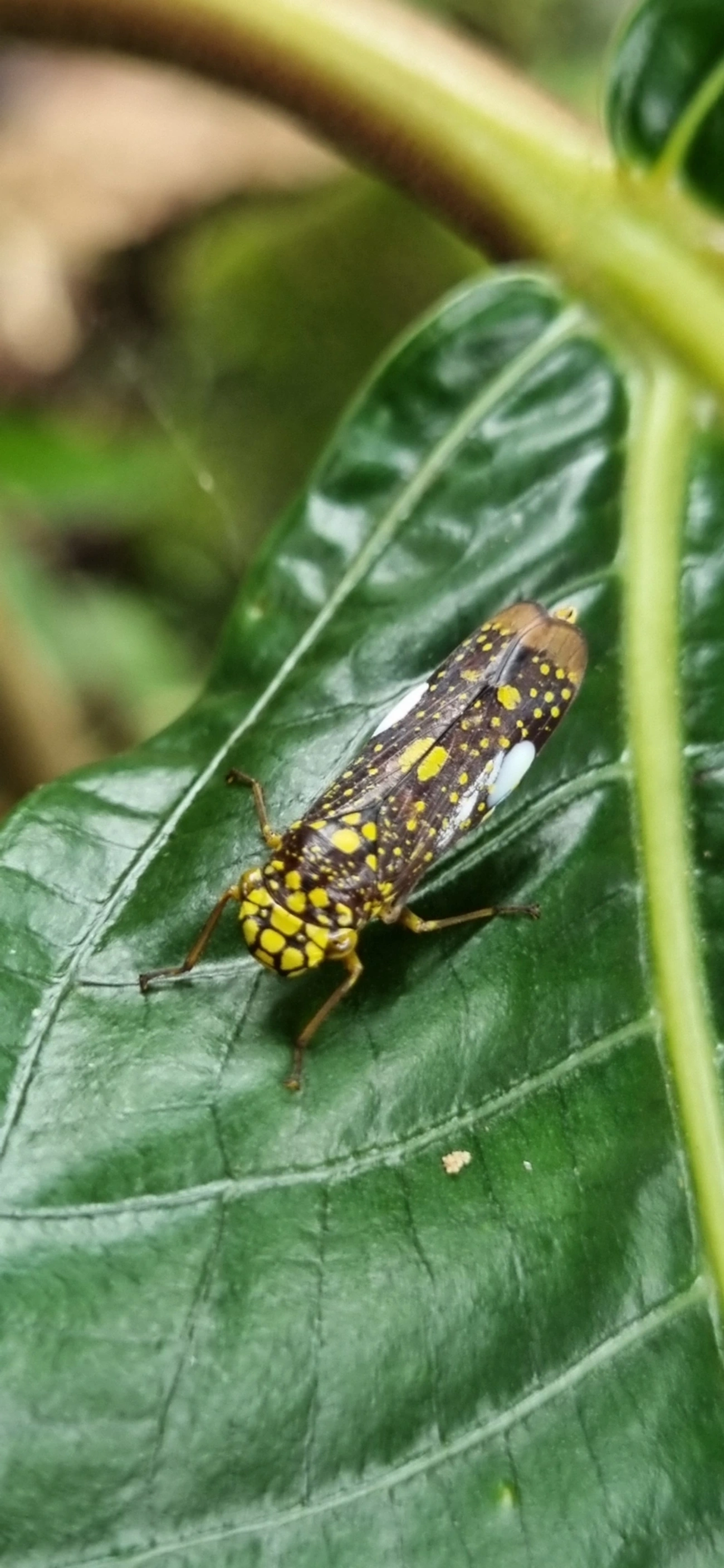 Cigarrinha-de-espinho (Molomea magna), insetos, fotografado em Paúba, São Sebastião