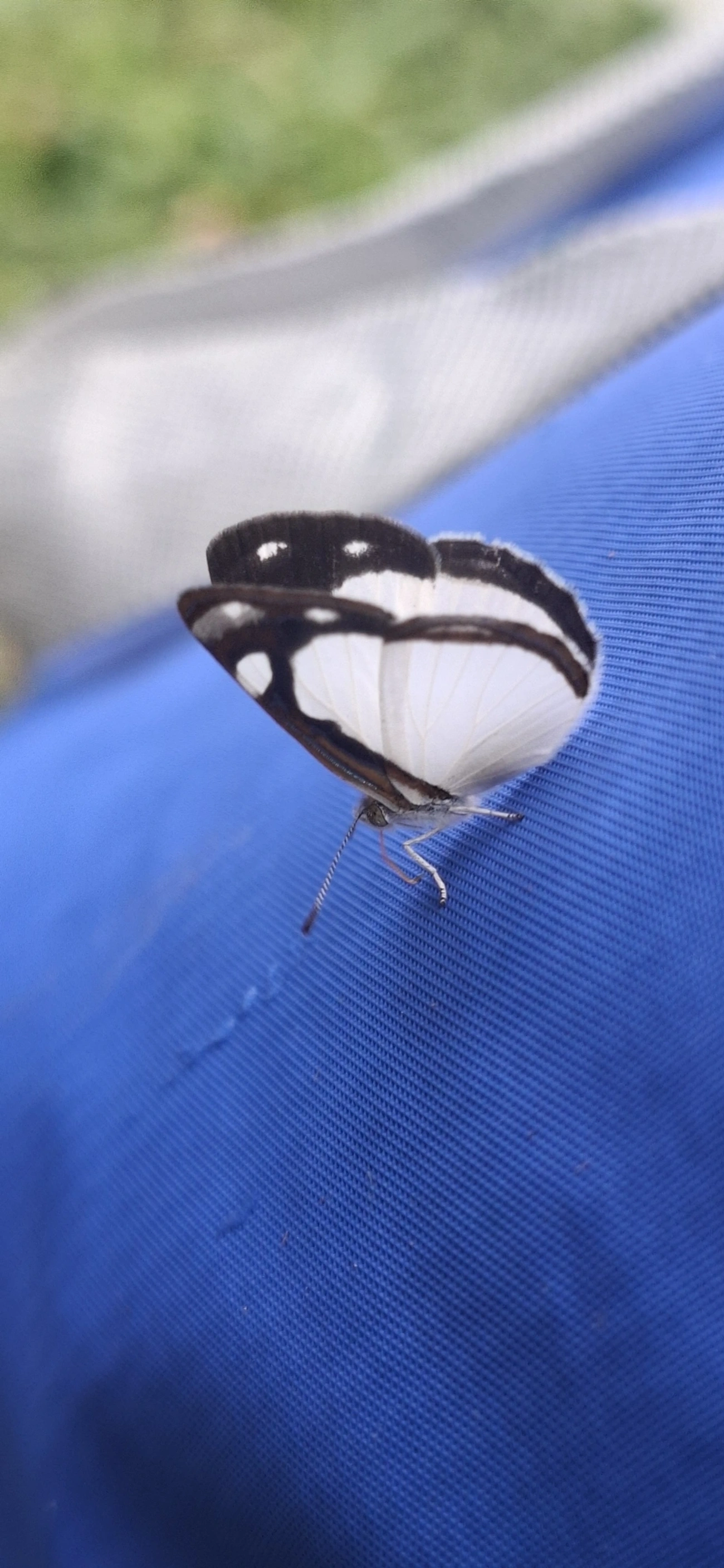 Marinheiro-pálido (Dynamine agacles), insetos, fotografado em Cabreúva