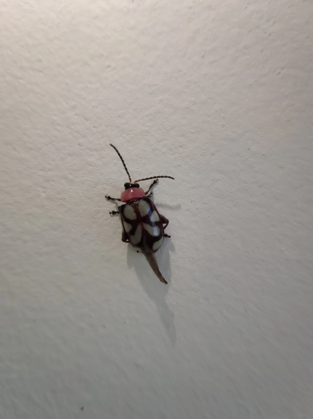 Besouro-pulga-de-faixas-oblíquas (Omophoita albicollis), insetos, fotografado em Maresias, São Sebastião