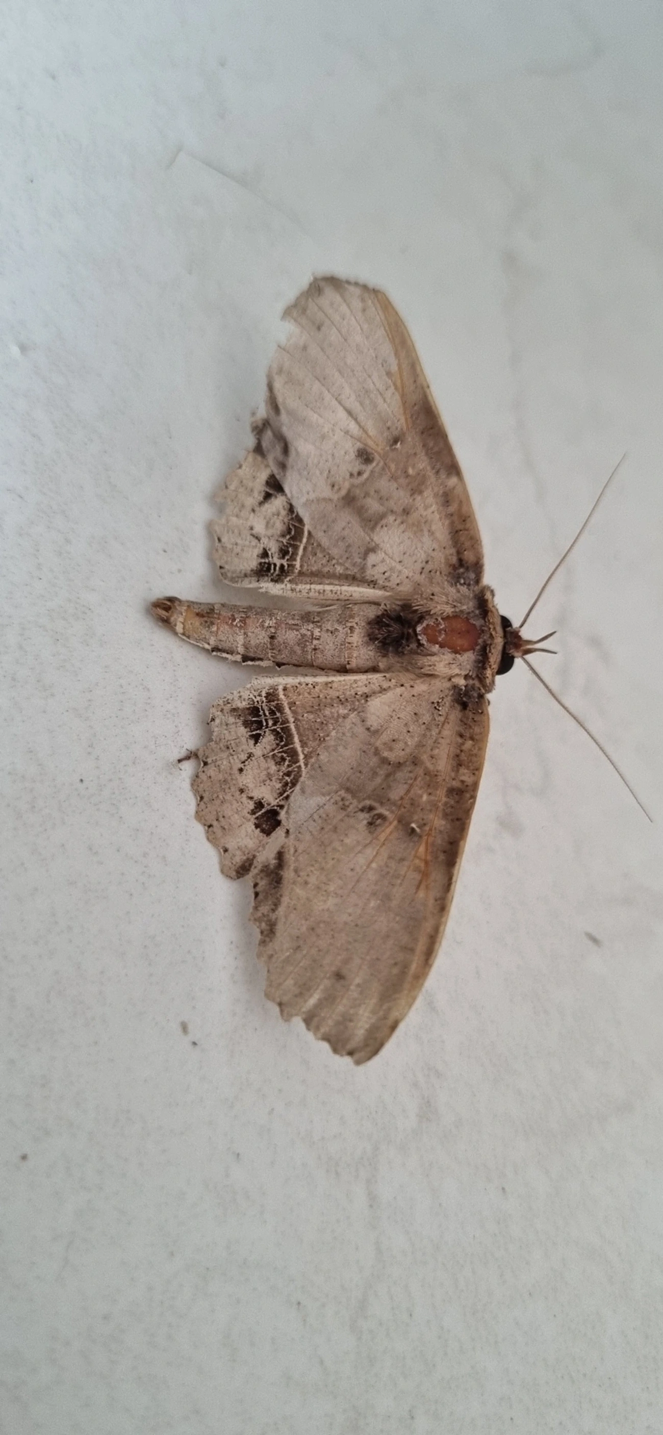 Erebidae, insetos, fotografado em Maresias, São Sebastião