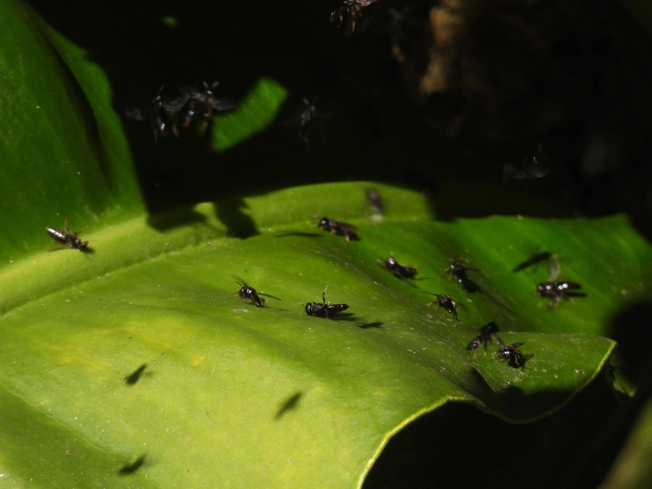 Abelhas sem Ferrão (Meliponini), insetos, fotografado em Resende