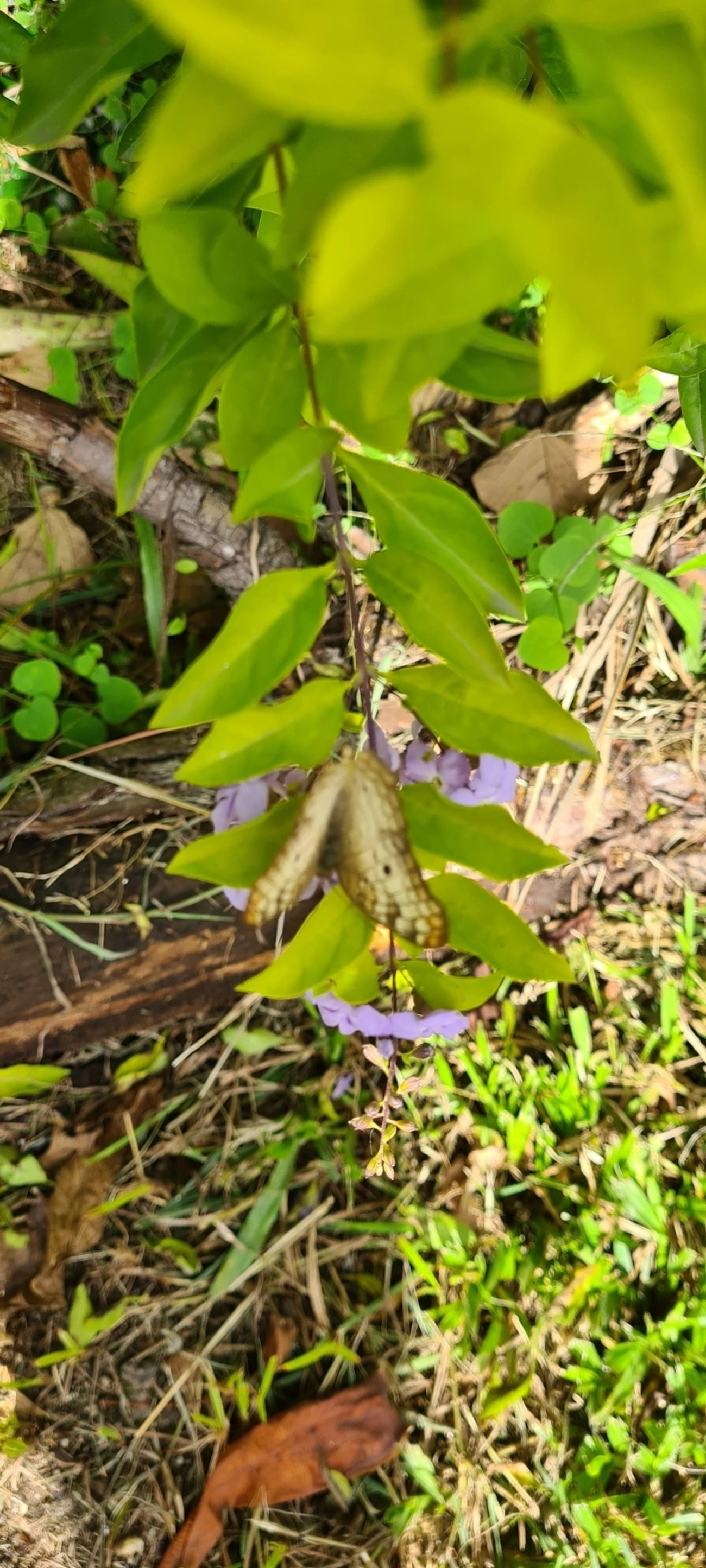 Borboleta-pavão-branco (Anartia jatrophae), insetos, fotografado em Maresias, São Sebastião
