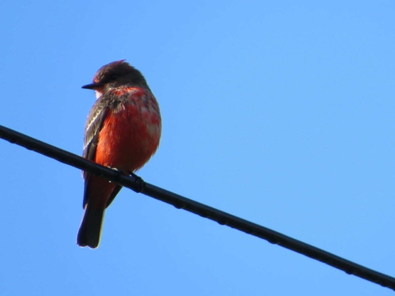 Príncipe (Pyrocephalus rubinus), aves, fotografado em Maresias, São Sebastião