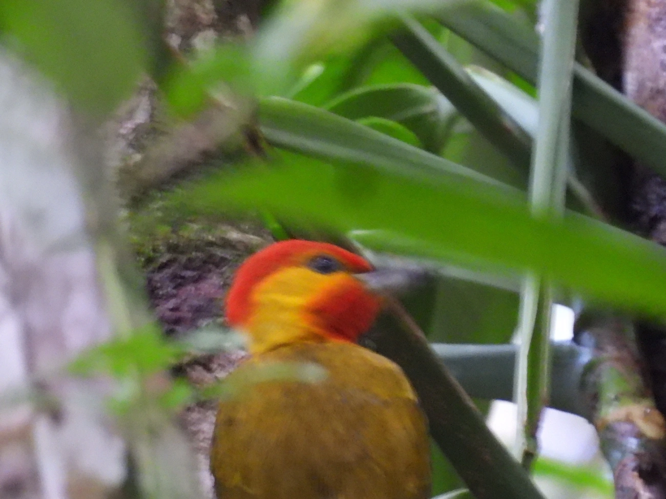 Pica-pau-bufador (Piculus flavigula), aves, fotografado em Maresias, São Sebastião