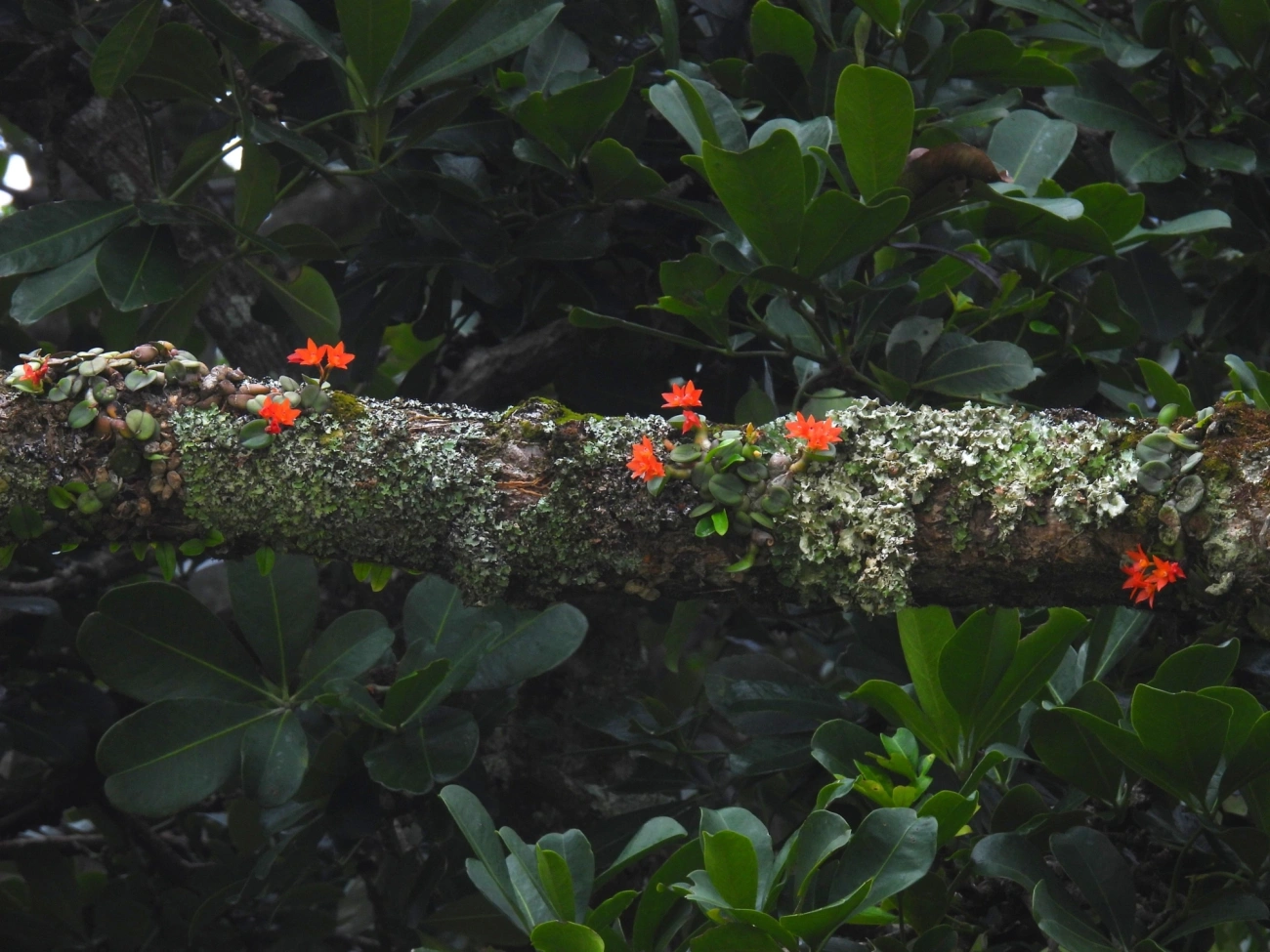 Catleia-cernua (Cattleya cernua), plantas, fotografado em Maresias, São Sebastião