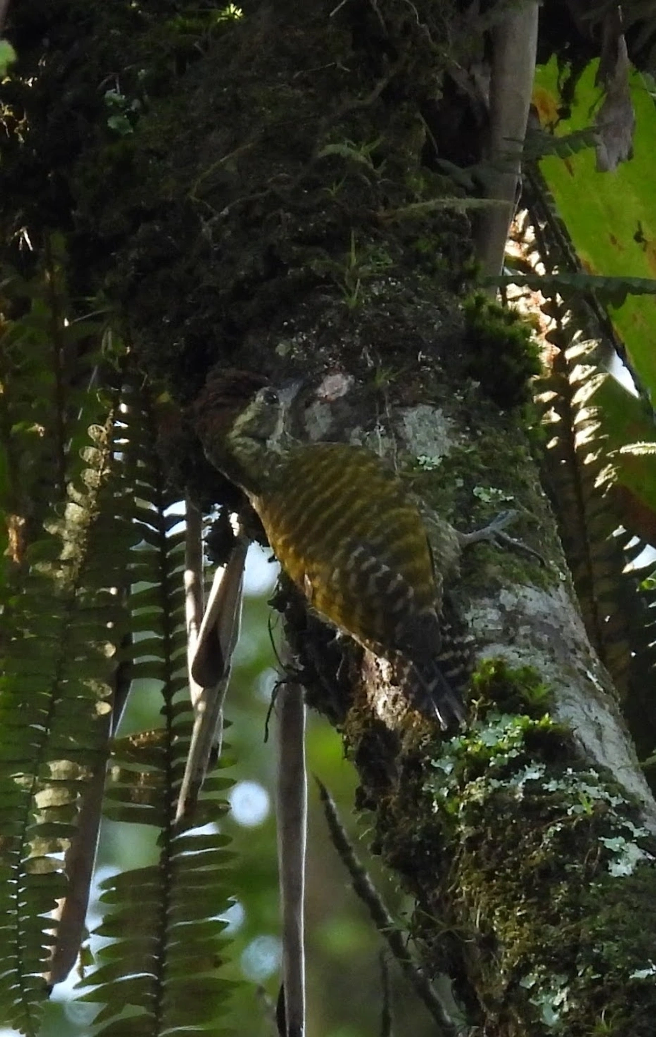 Picapauzinho-verde-carijó (Veniliornis spilogaster), aves, fotografado em Paranapiacaba