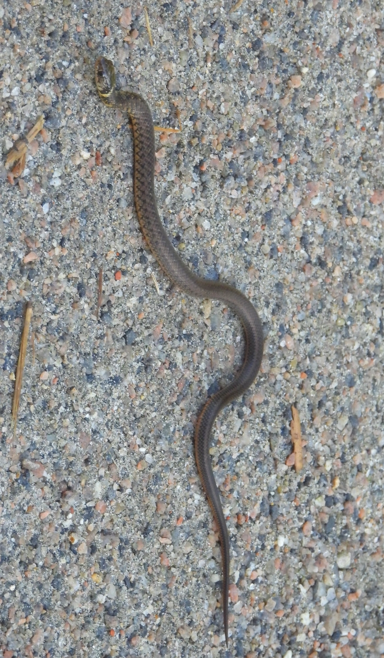 Cobra-d’água-comum (Erythrolamprus miliaris), répteis, fotografado em Maresias, São Sebastião