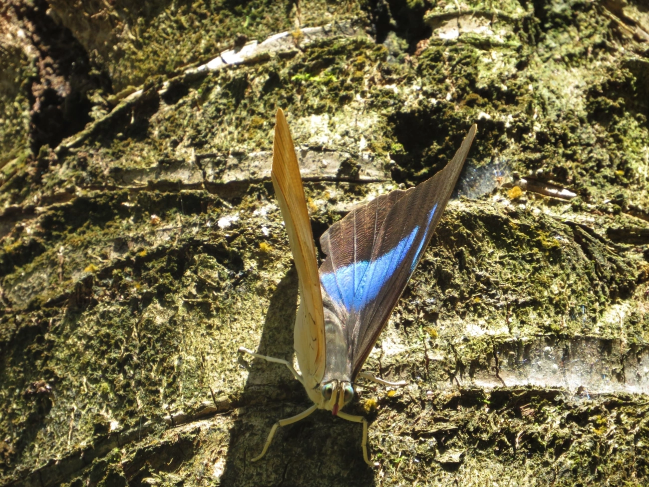 Prepona-de-um-ponto (Archaeoprepona demophon), insetos, fotografado em Maresias, São Sebastião