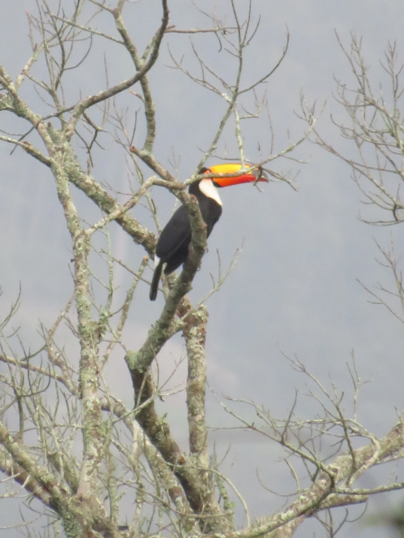 Tucano-toco (Ramphastos toco), aves, fotografado em Maresias, São Sebastião