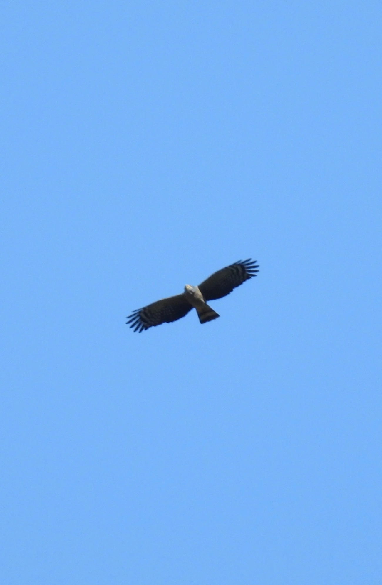 Caracoleiro (Chondrohierax uncinatus), aves, fotografado em Maresias, São Sebastião