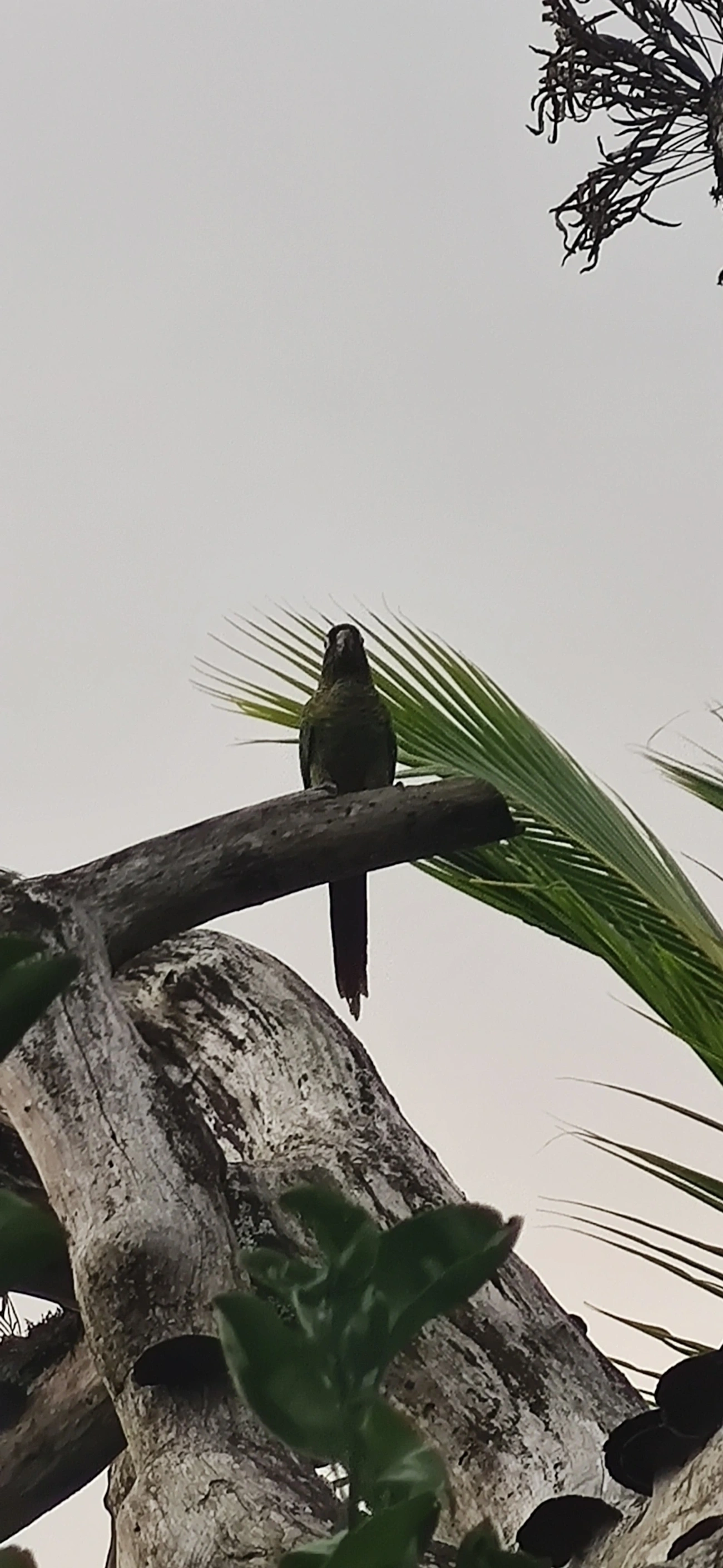 Tiriba-de-testa-vermelha (Pyrrhura frontalis), aves, fotografado em Maresias, São Sebastião
