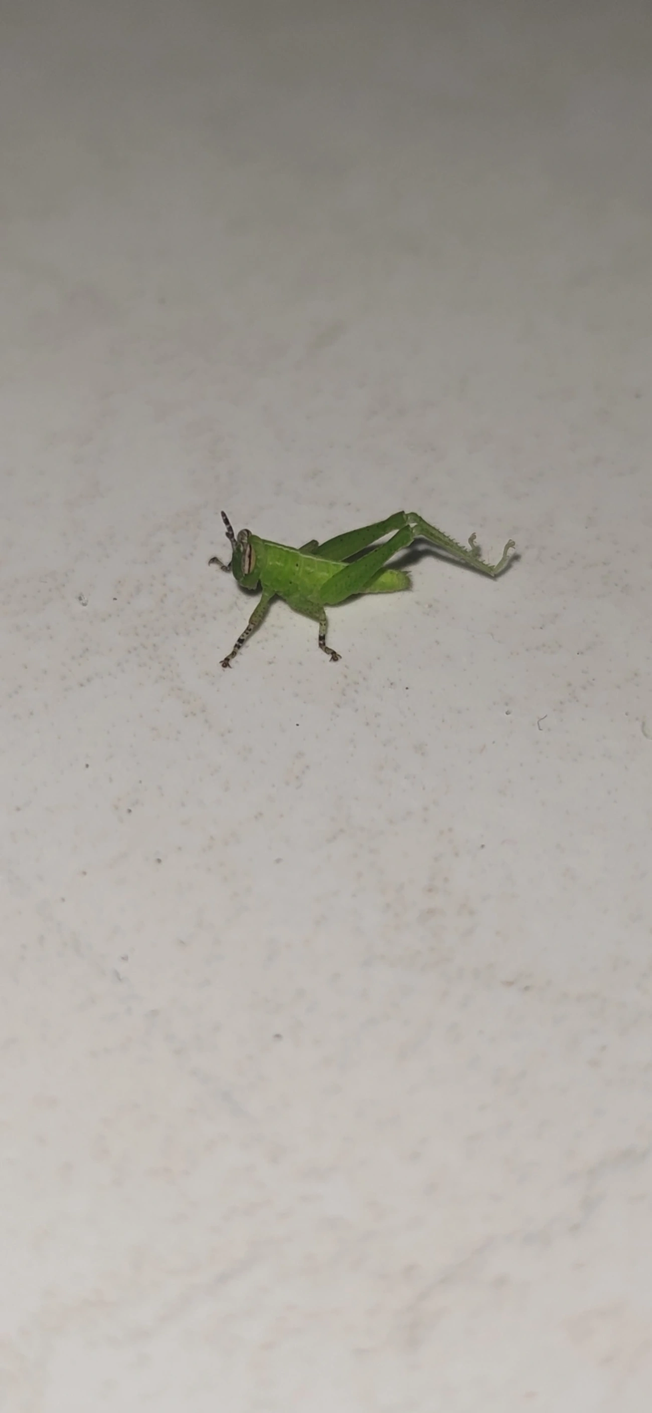 Abracris flavolineata, insetos, fotografado em Maresias, São Sebastião