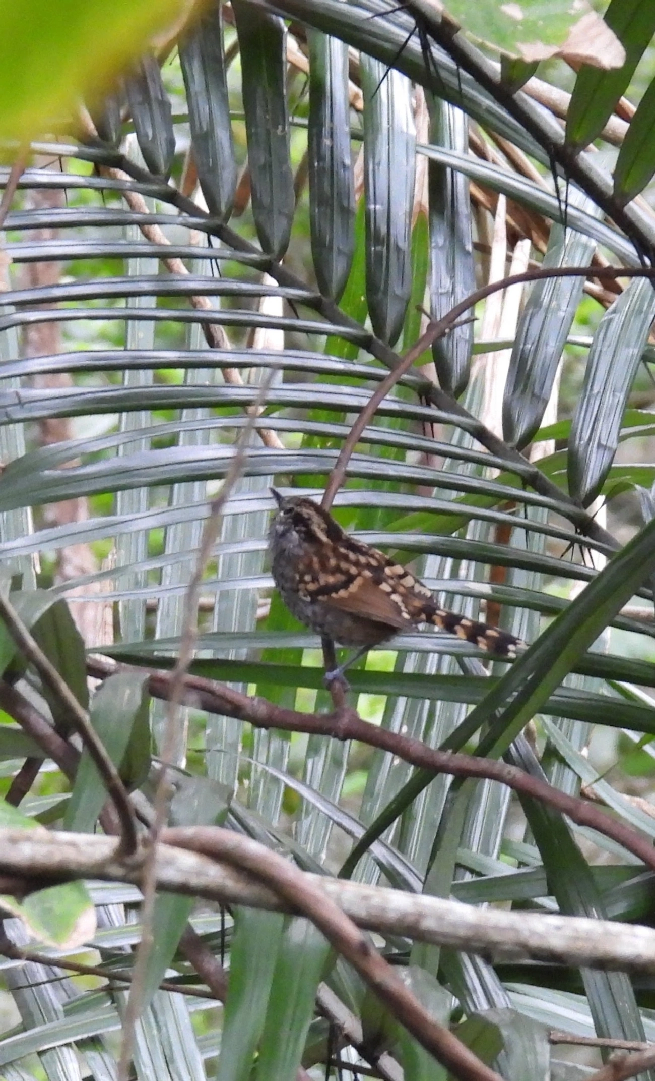 Pintadinho (Drymophila squamata), aves, fotografado em Maresias, São Sebastião