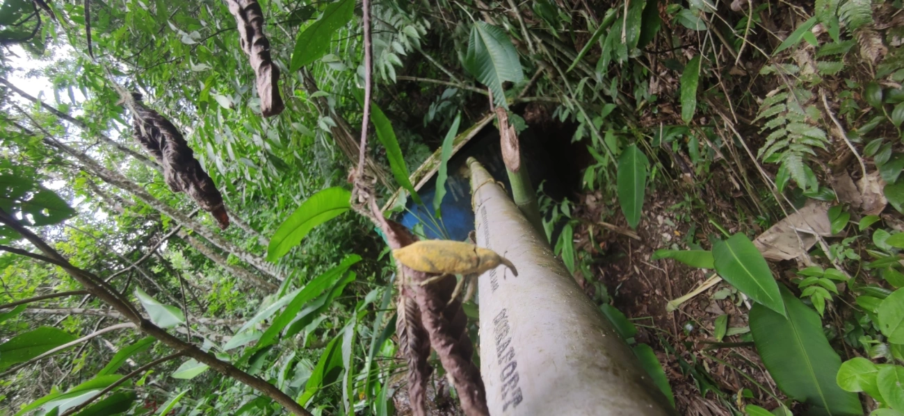 Lixus, insetos, fotografado em Maresias, São Sebastião