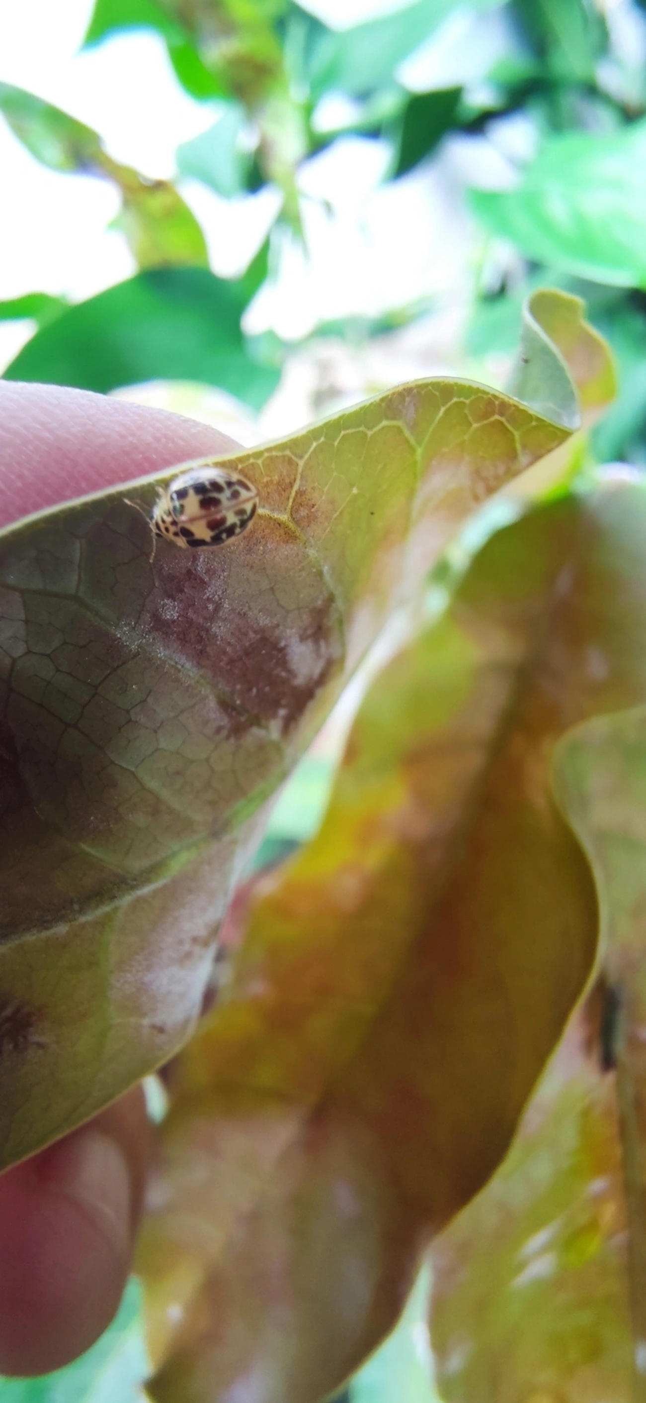 Joaninha-do-oídio (Psyllobora confluens), insetos, fotografado em Bela Vista, São Paulo