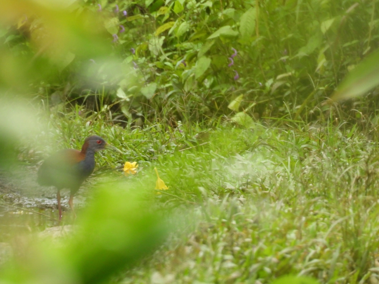 Saracura-do-mato (Aramides saracura), aves, fotografado em Maresias, São Sebastião