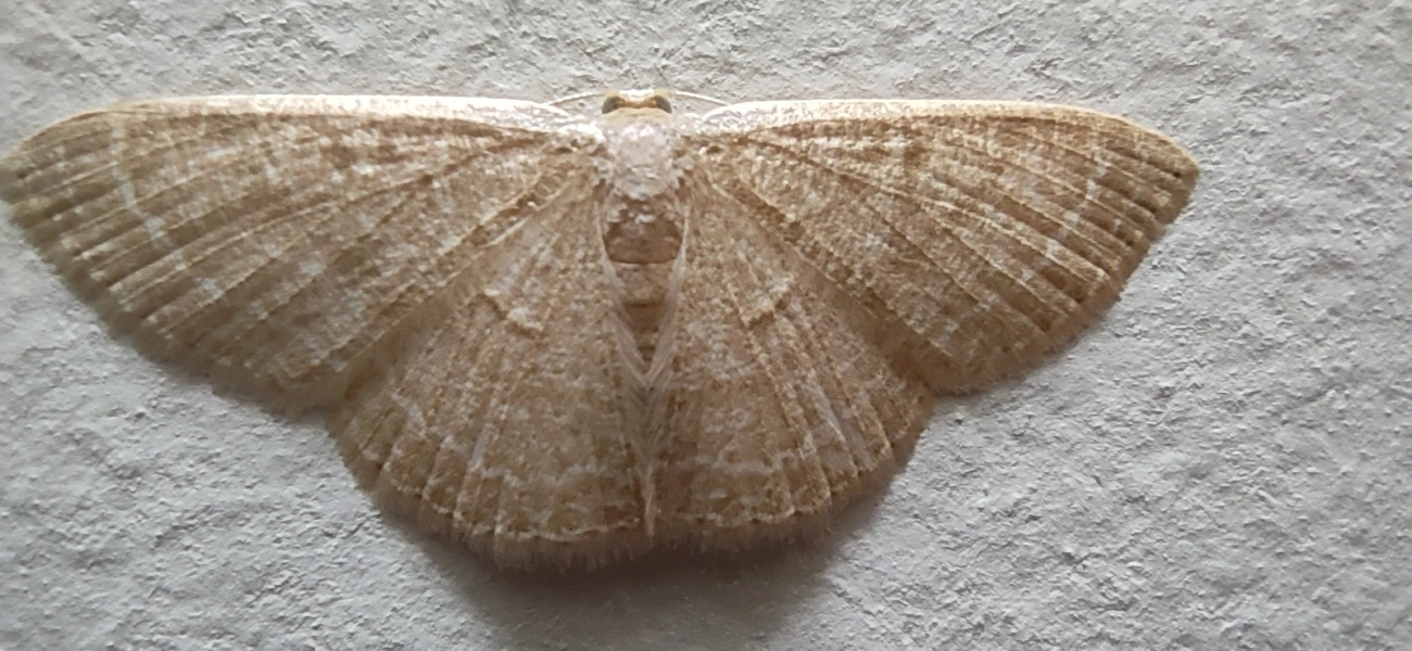 Mariposa-onda-castanha-comum (Pleuroprucha insulsaria), insetos, fotografado em Maresias, São Sebastião
