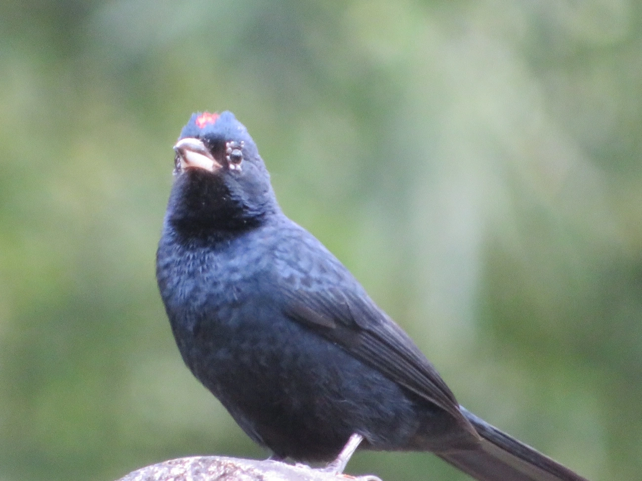 Tiê-preto (Tachyphonus coronatus), aves, fotografado em Maresias, São Sebastião