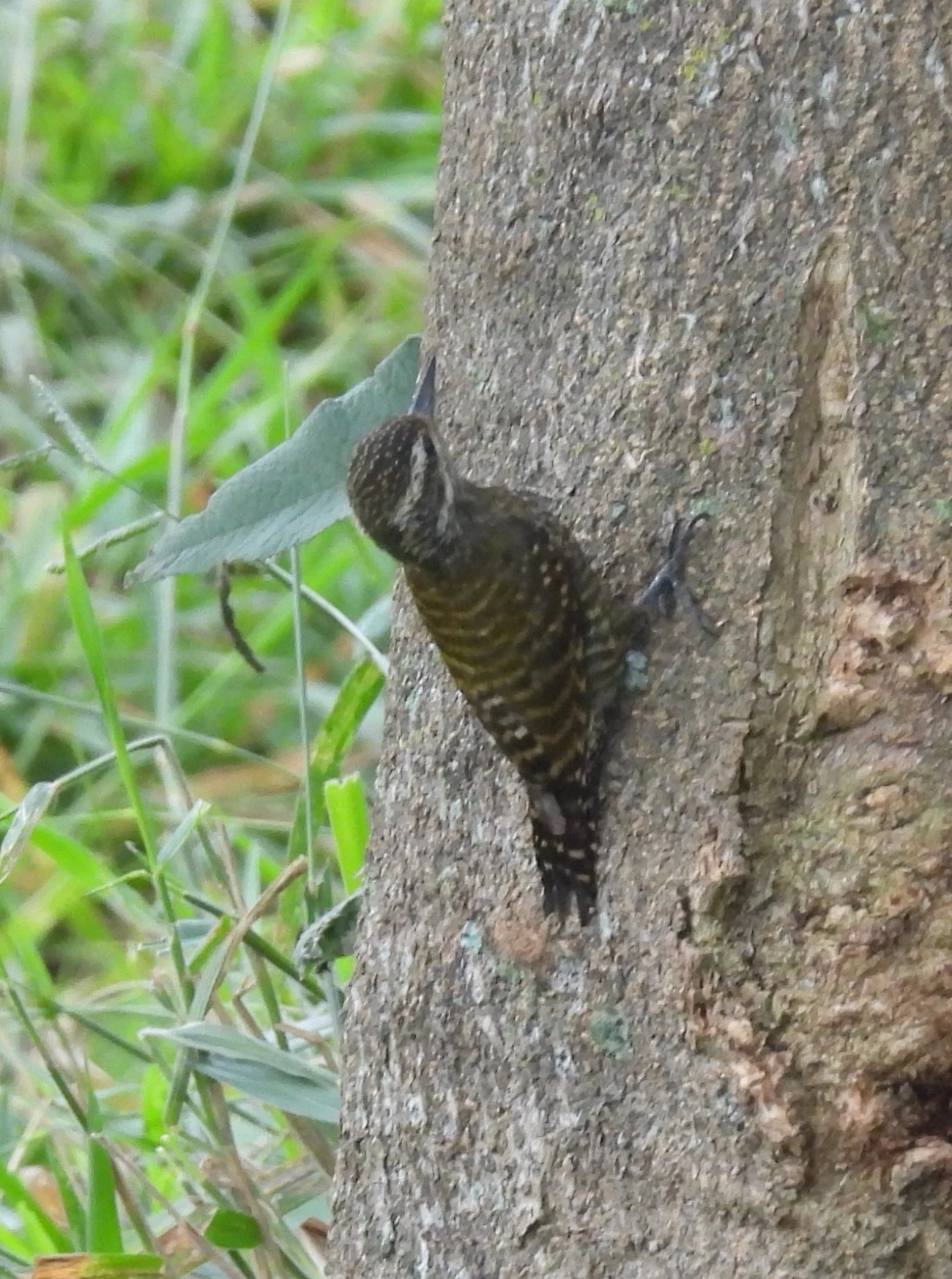 Picapauzinho-verde-carijó (Veniliornis spilogaster), aves, fotografado em Bragança Paulista