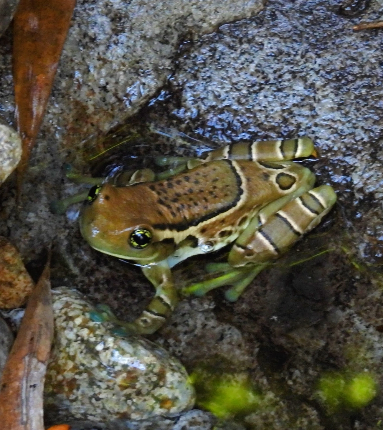 Perereca-de-olhos-dourados-do-Rio (Trachycephalus imitatrix), anfíbios, fotografado em Queluz