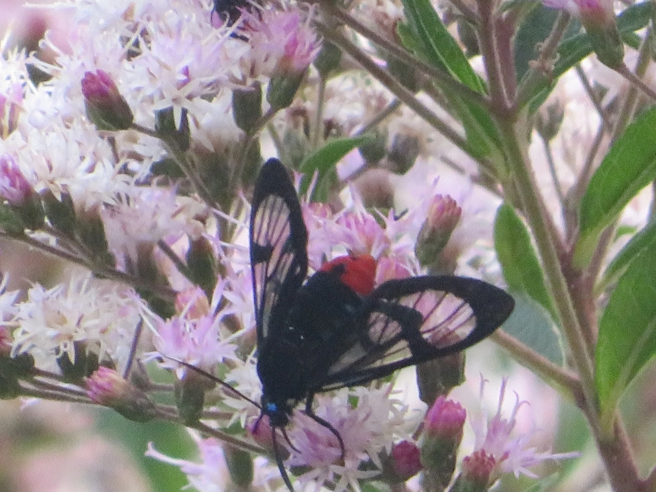 Mariposa-tigre (Gymnelia laennus), insetos, fotografado em Maresias, São Sebastião