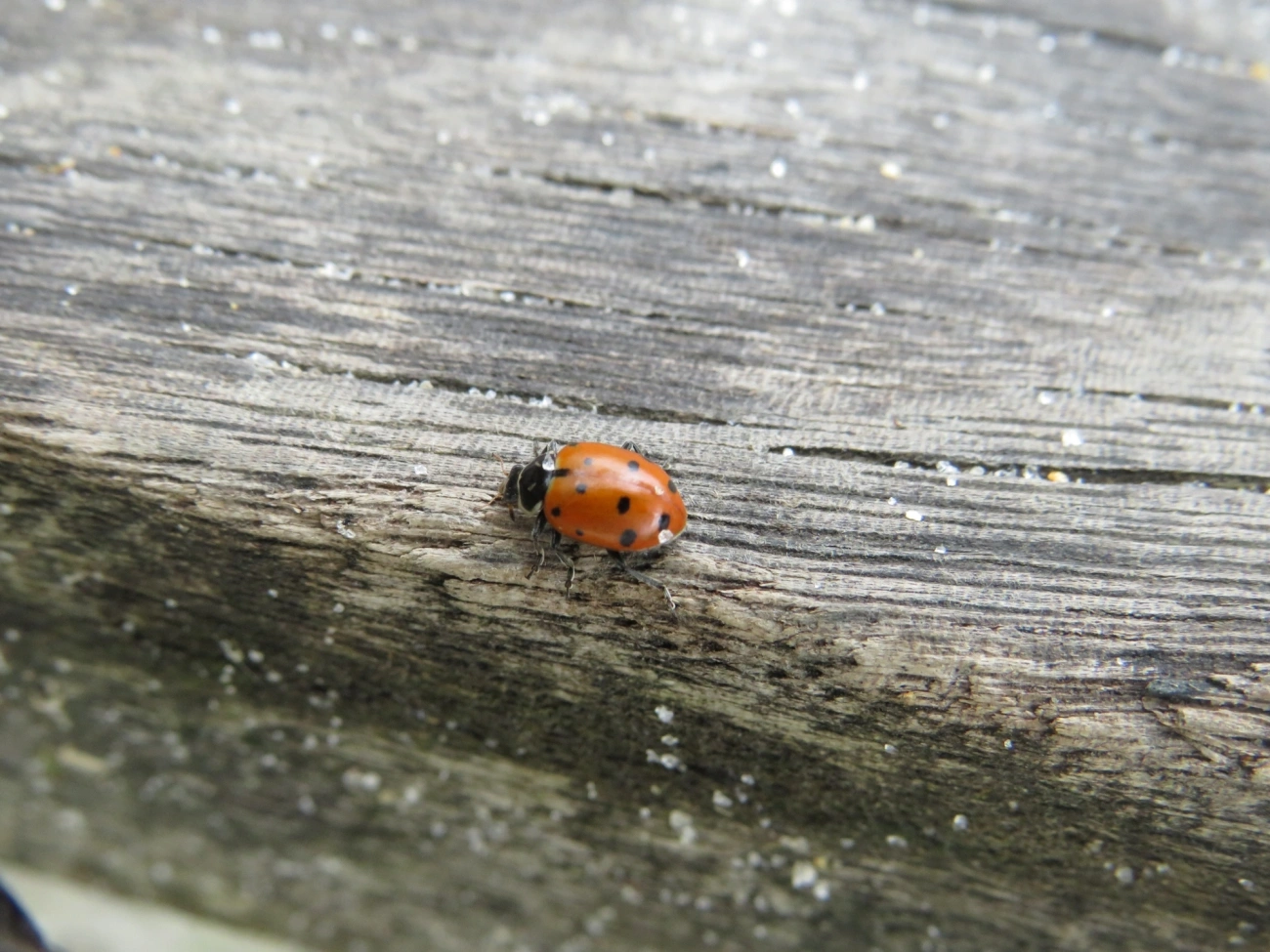 Joaninha-convergente (Hippodamia convergens), insetos, fotografado em Maresias, São Sebastião