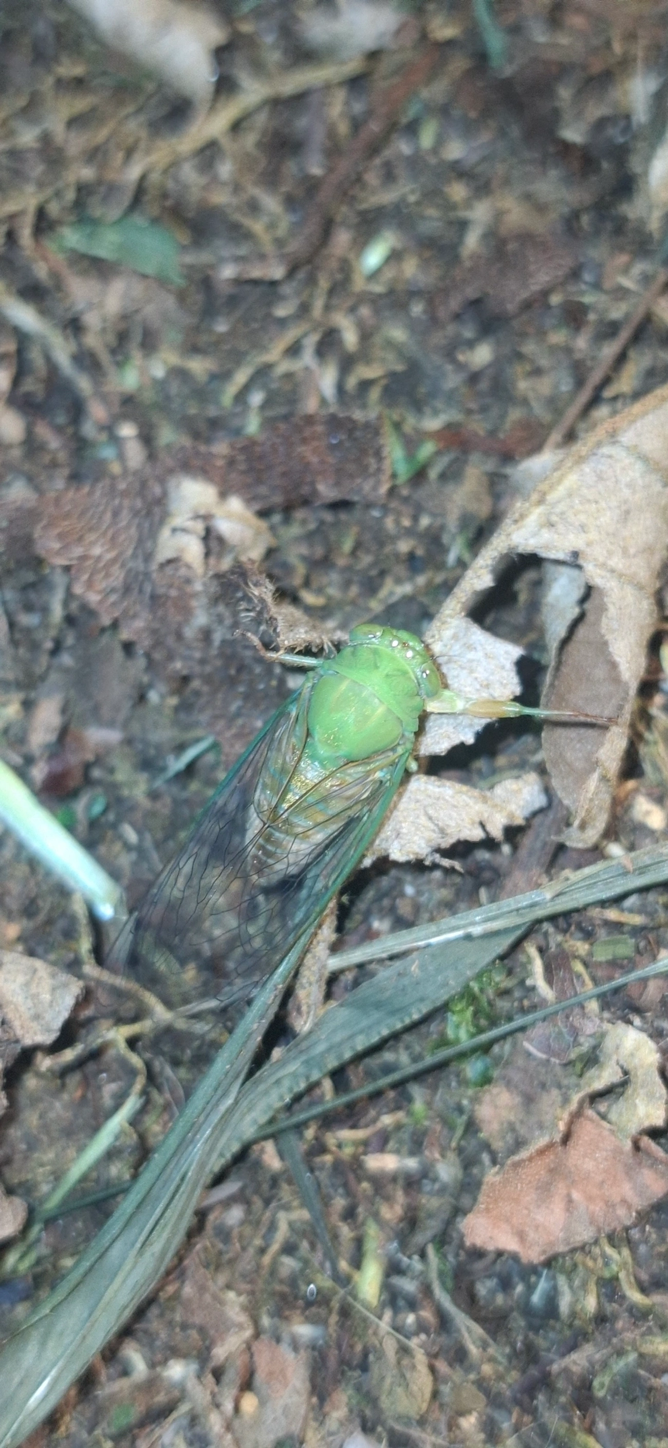 Carineta spoliata, insetos, fotografado em Queluz