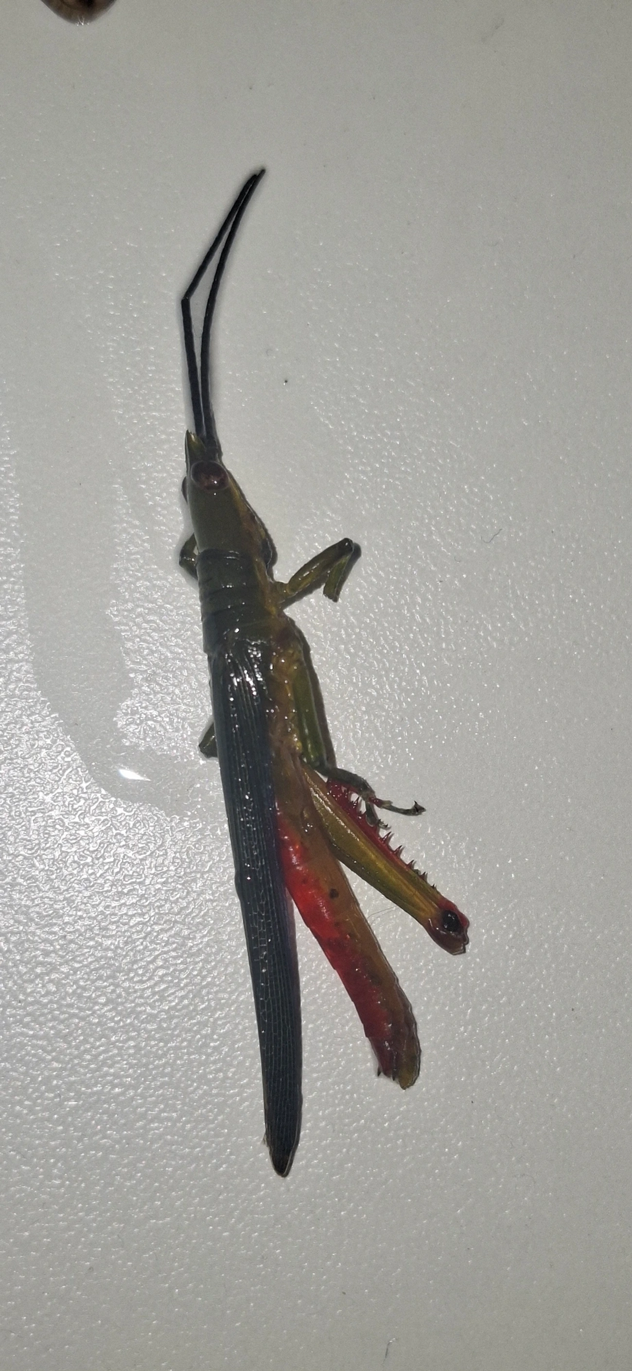Opshomala viridis, insetos, fotografado em Maresias, São Sebastião