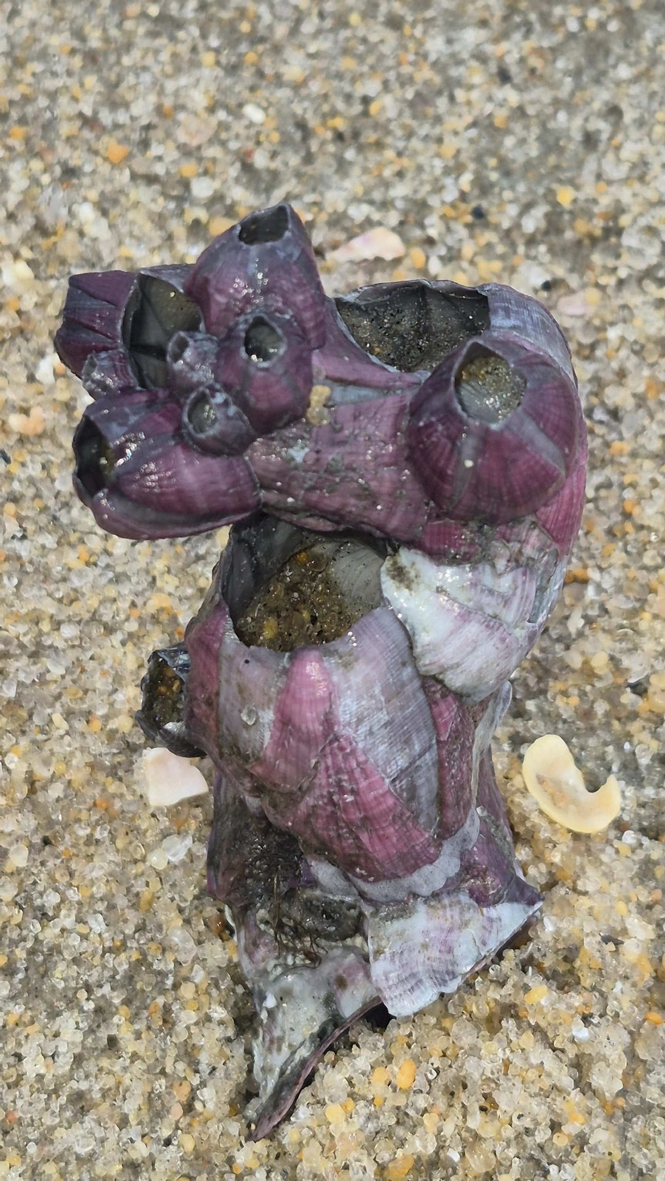 Megabalanus coccopoma, crustáceos, fotografado em Centro, Caraguatatuba