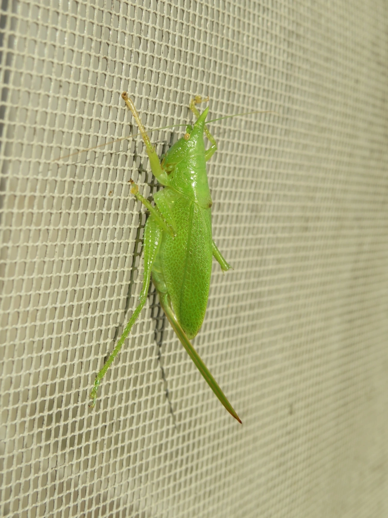 Esperança (Copiphora brachyptera), insetos, fotografado em Maresias, São Sebastião