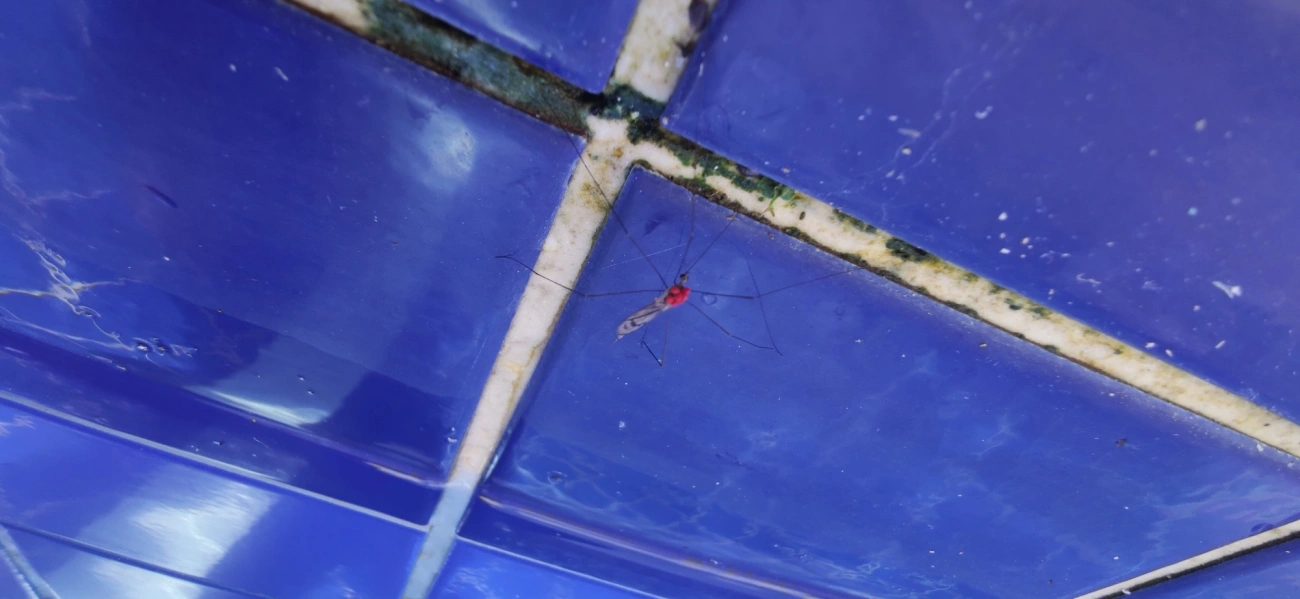 Berytidae, insetos, fotografado em Maresias, São Sebastião