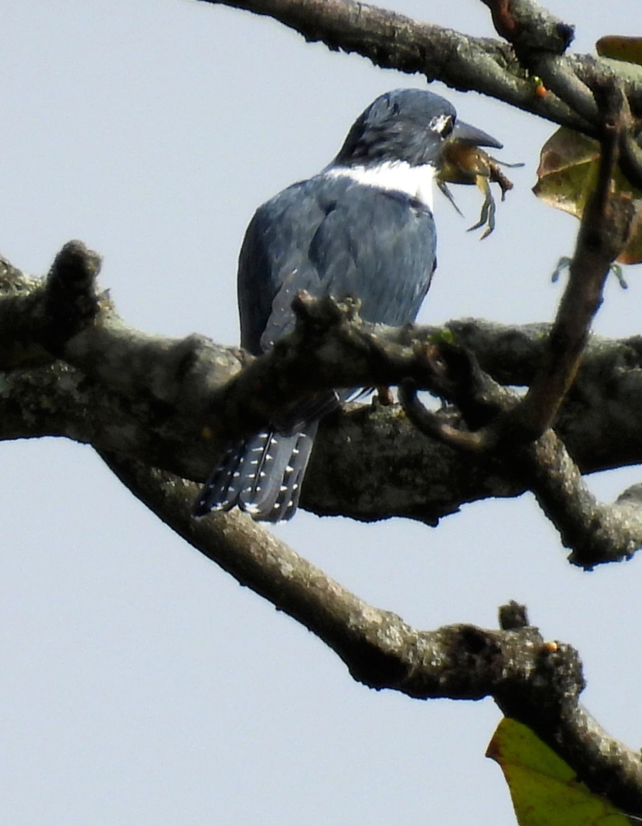 Martim-pescador-grande (Megaceryle torquata), aves, fotografado em Praia da Enseada, São Sebastião