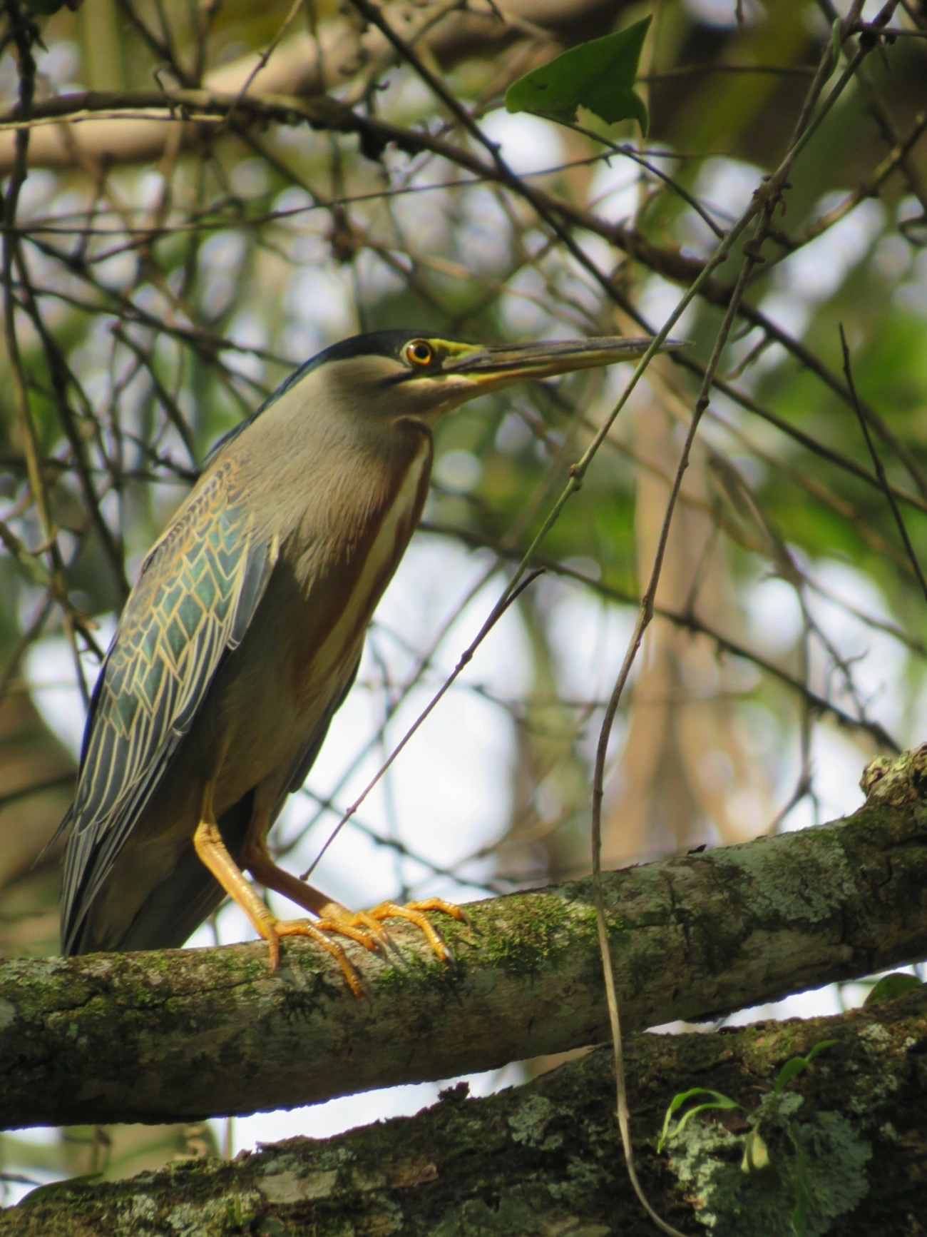 Socozinho (Butorides striata), aves, fotografado em Maresias, São Sebastião