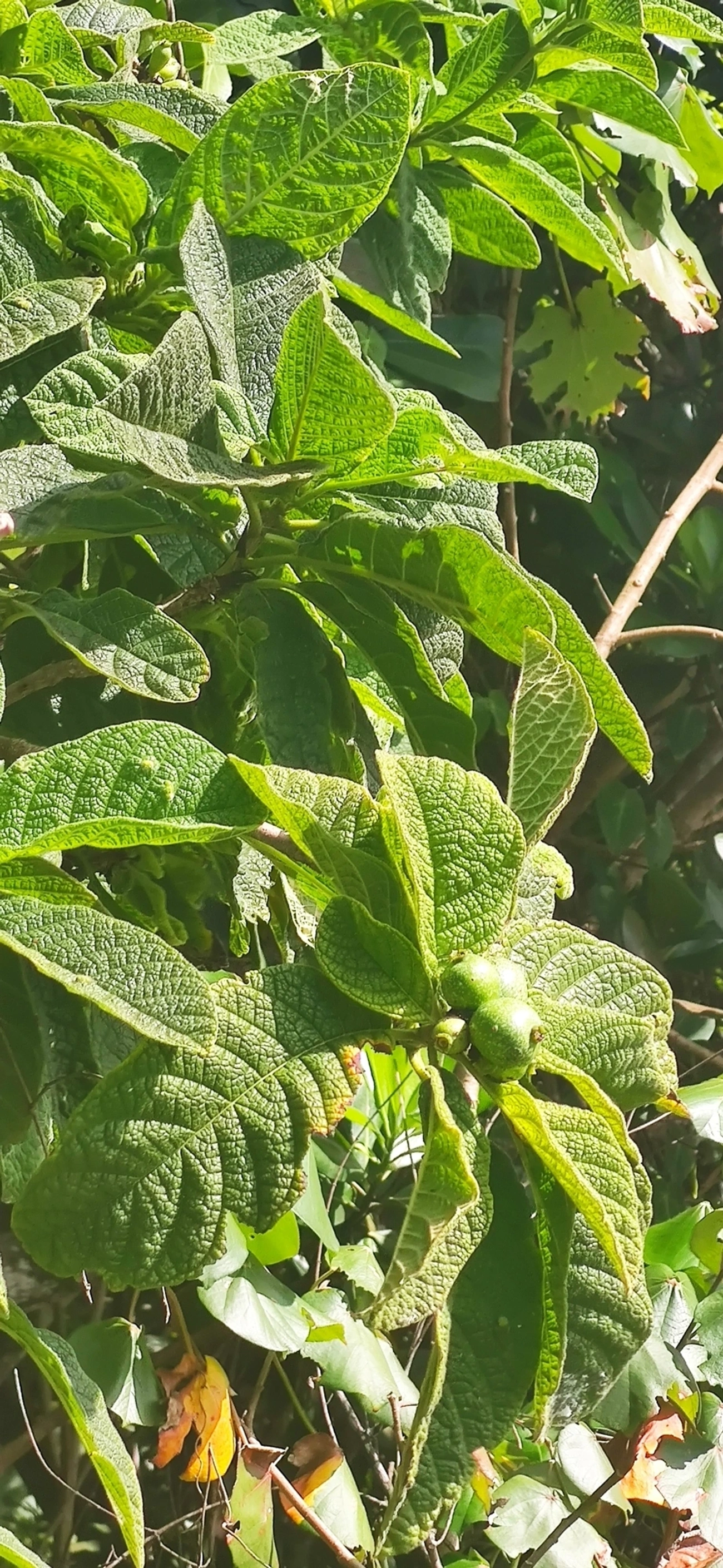Marmelo-da-praia (Tocoyena bullata), plantas, fotografado em Maresias, São Sebastião