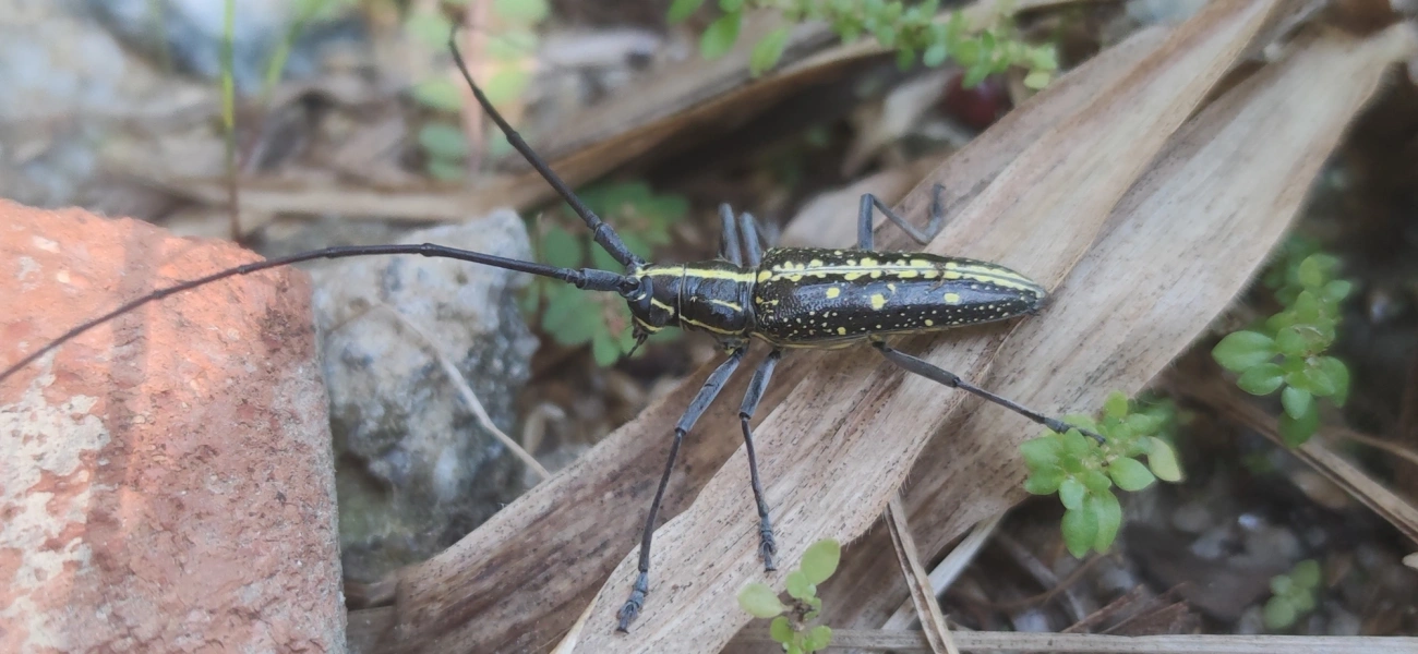 Serra-pau (Taeniotes amazonum), insetos, fotografado em Maresias, São Sebastião