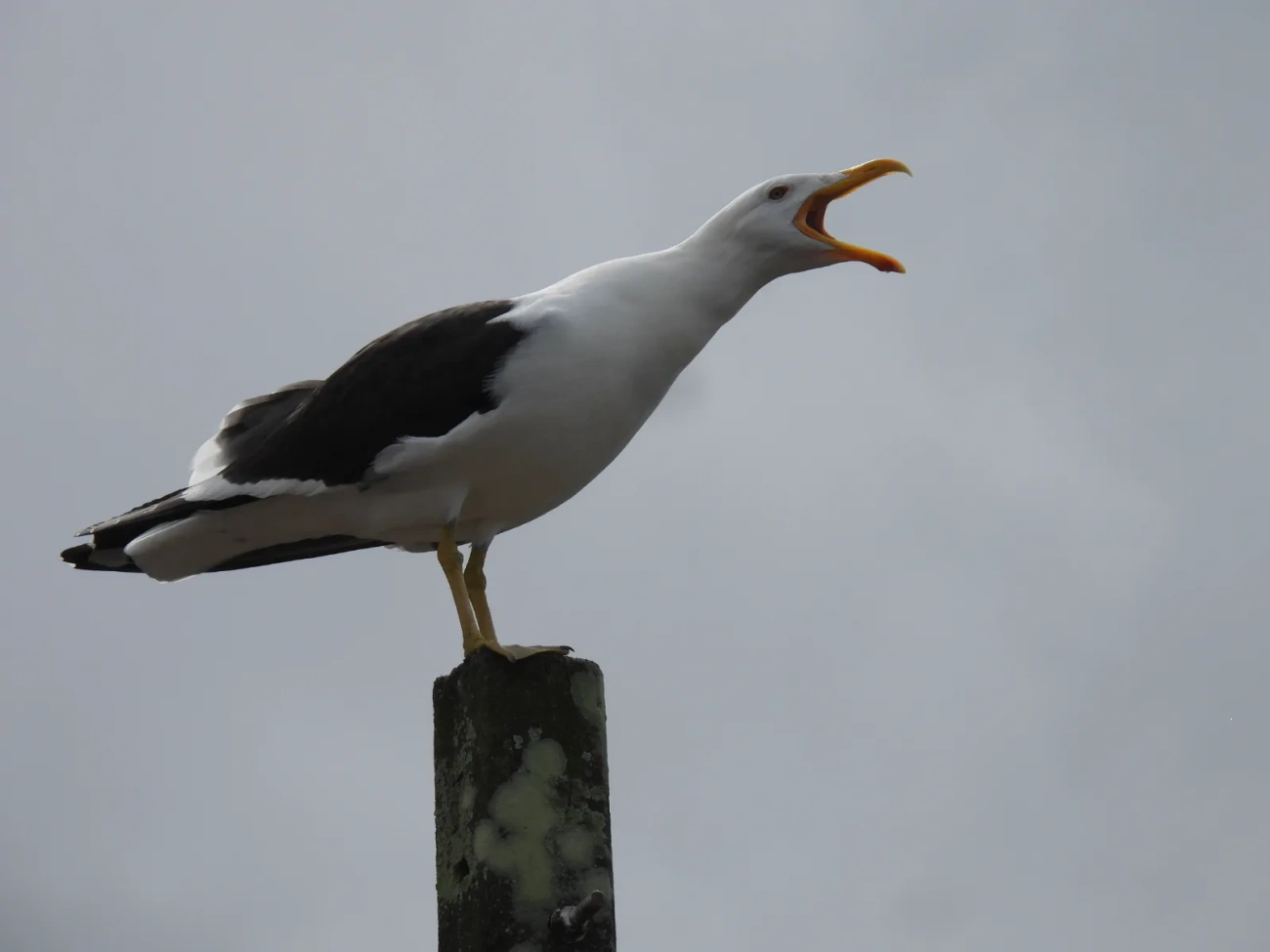Gaivotão (Larus dominicanus), aves, fotografado em Maresias, São Sebastião