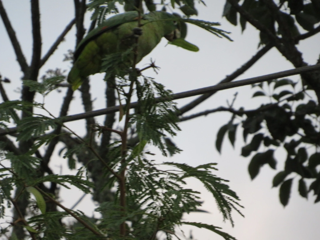 Papagaio-moleiro (Amazona farinosa), aves, fotografado em São Paulo