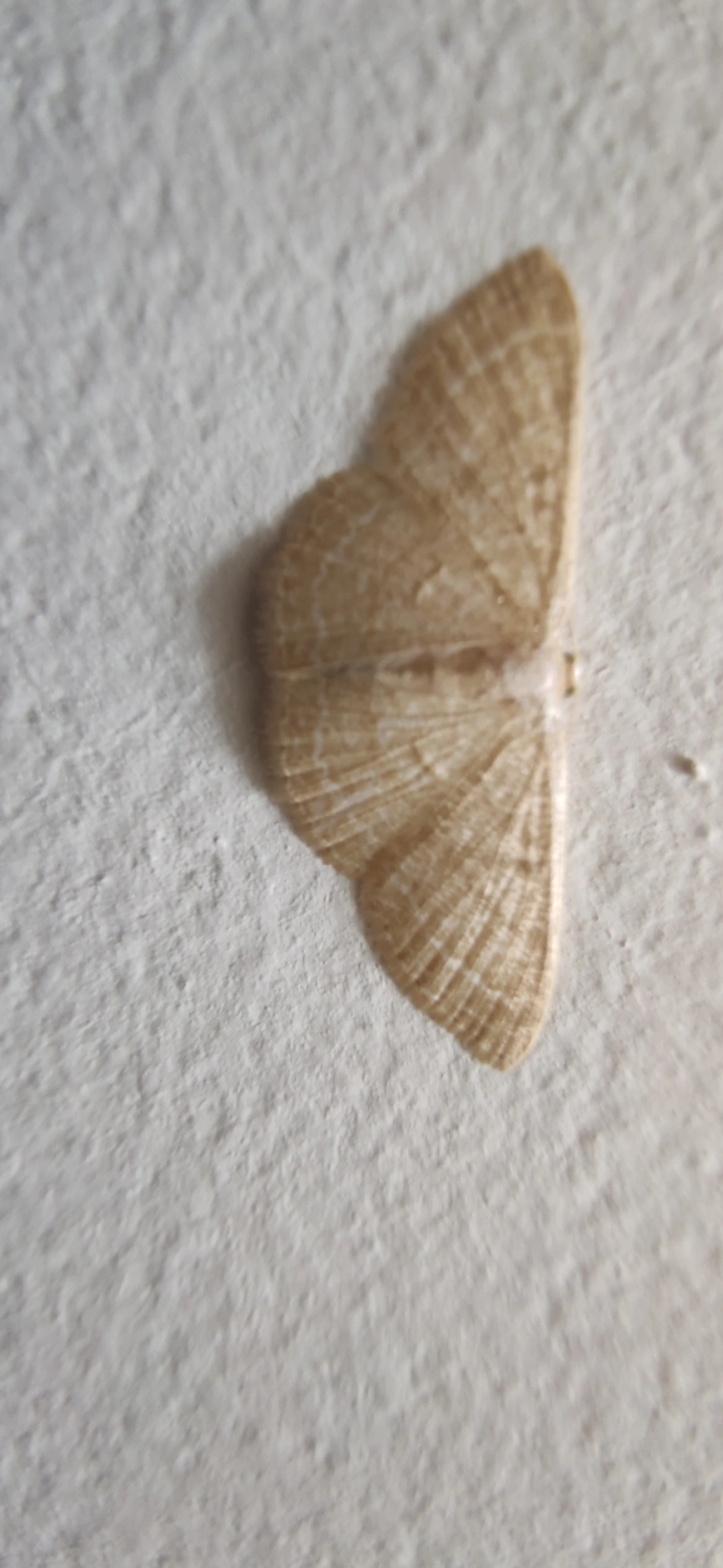 Mariposa-onda-castanha-comum (Pleuroprucha insulsaria), insetos, fotografado em Maresias, São Sebastião