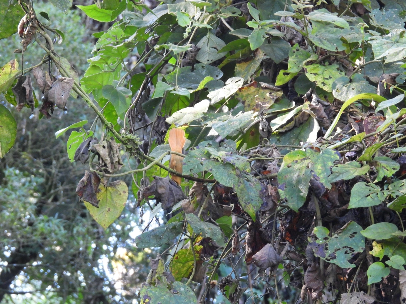 Limpa-folha-de-coroa-preta (Philydor atricapillus), aves, fotografado em Paranapiacaba