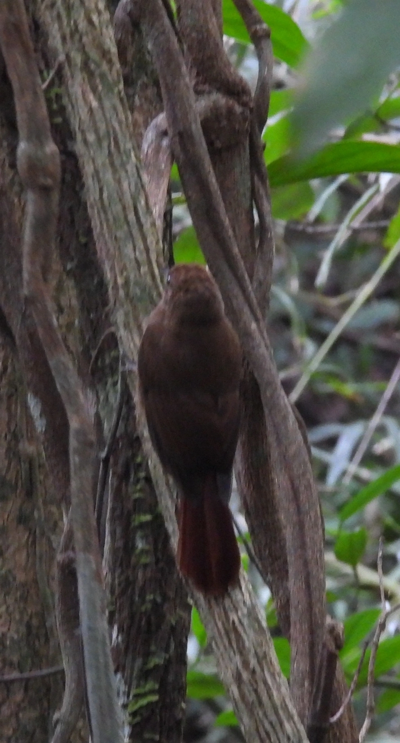 Arapaçu-liso (Dendrocincla turdina), aves, fotografado em Castelhanos, Ilhabela
