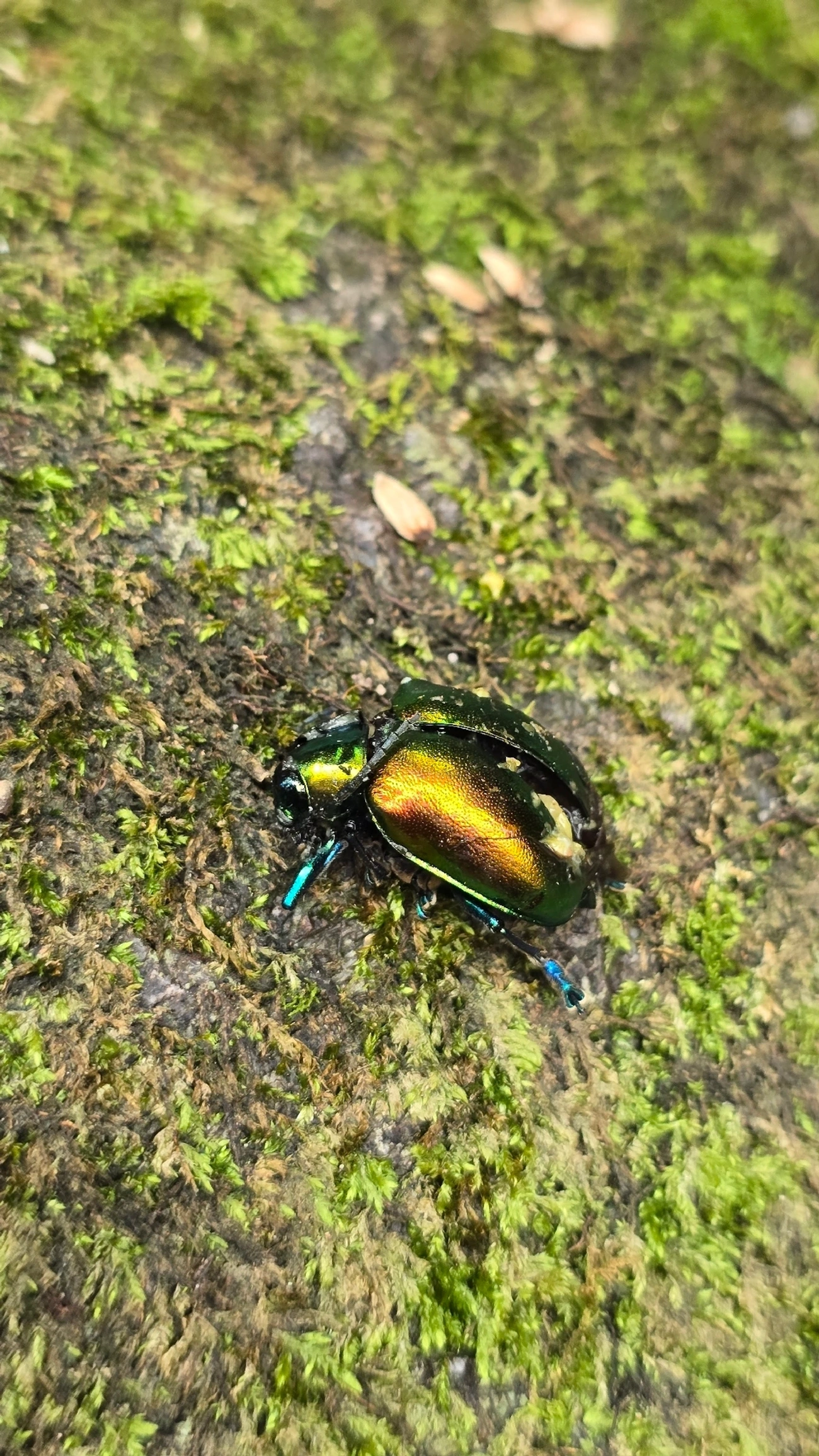 Crisomelídeos (Chrysomelidae), insetos, fotografado em Queluz