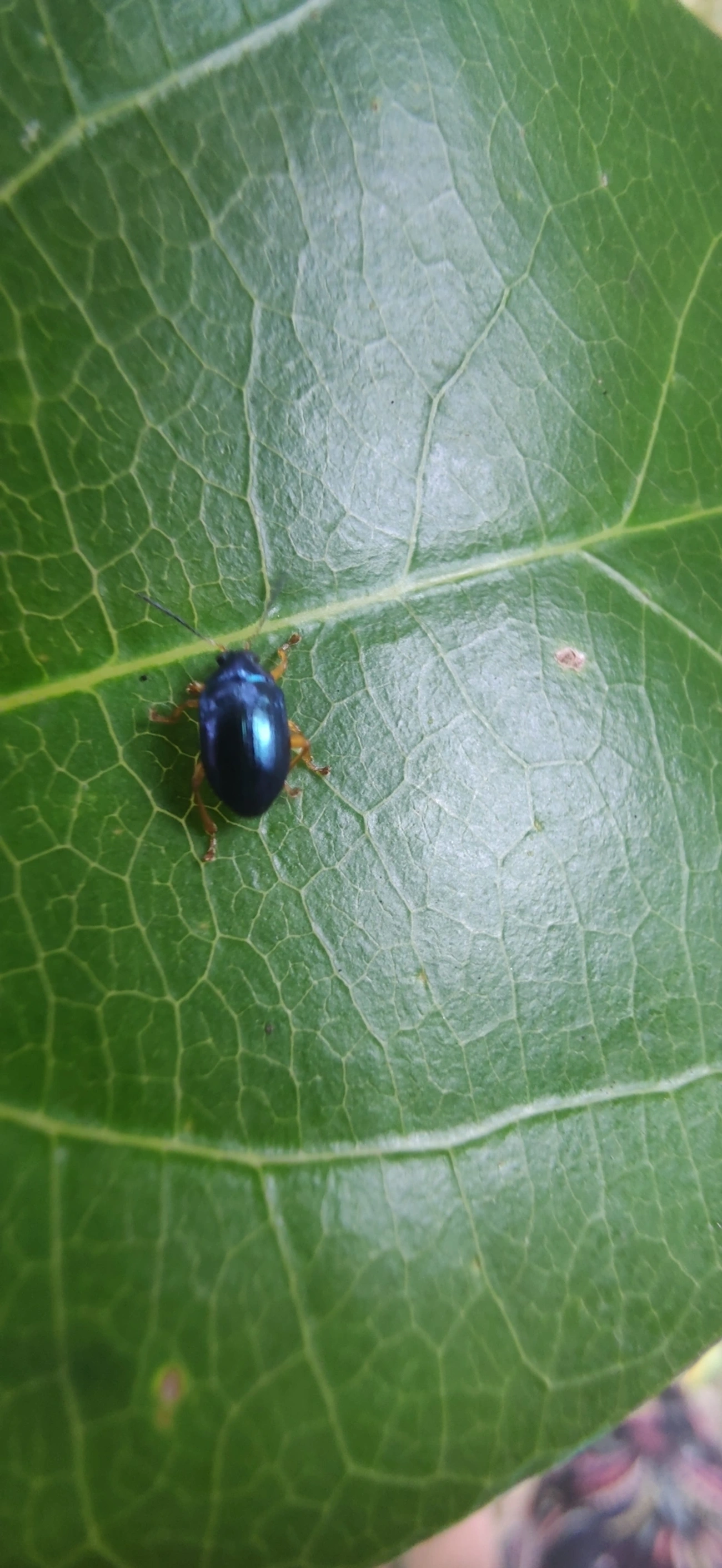 Eumolpini, insetos, fotografado em Maresias, São Sebastião