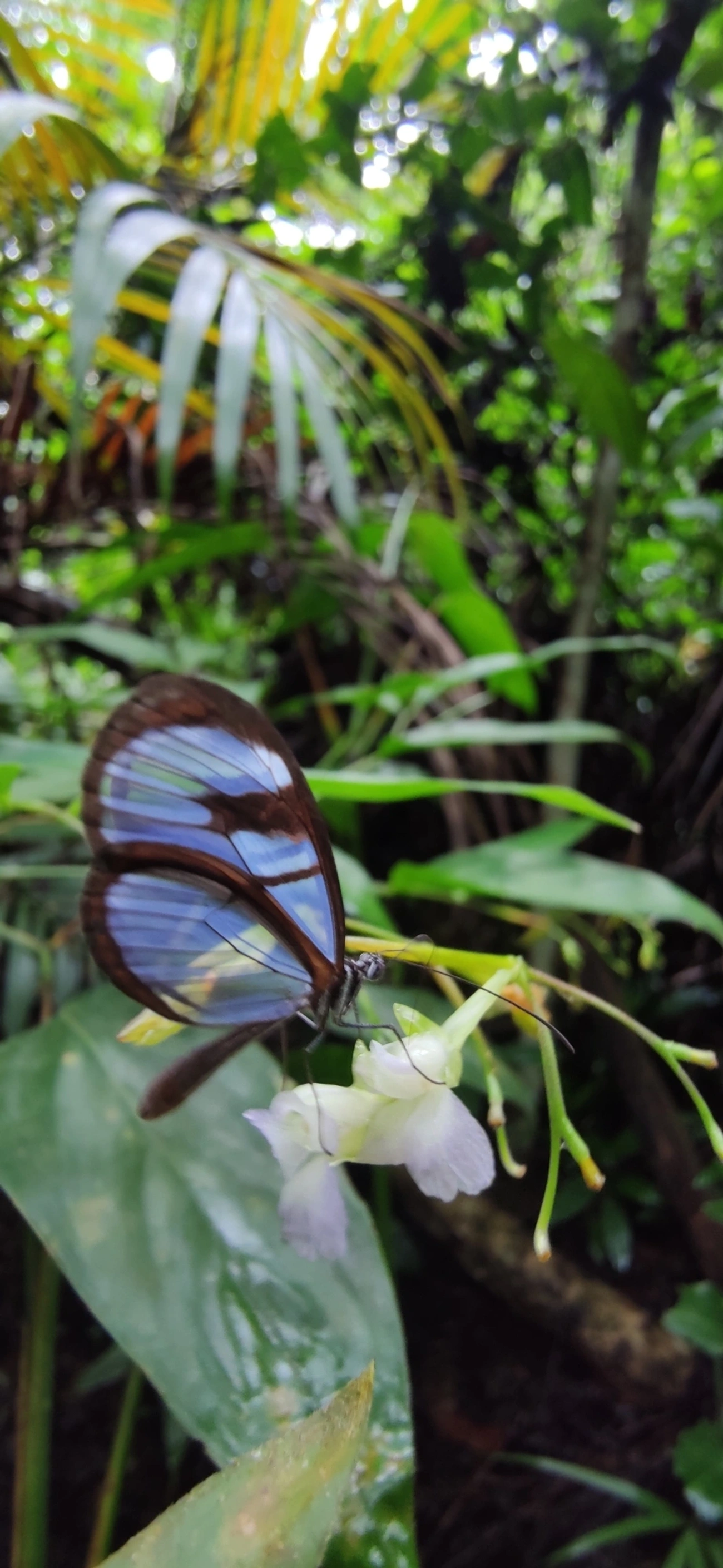 Borboleta-vidro (Oleria aquata), insetos, fotografado em Maresias, São Sebastião